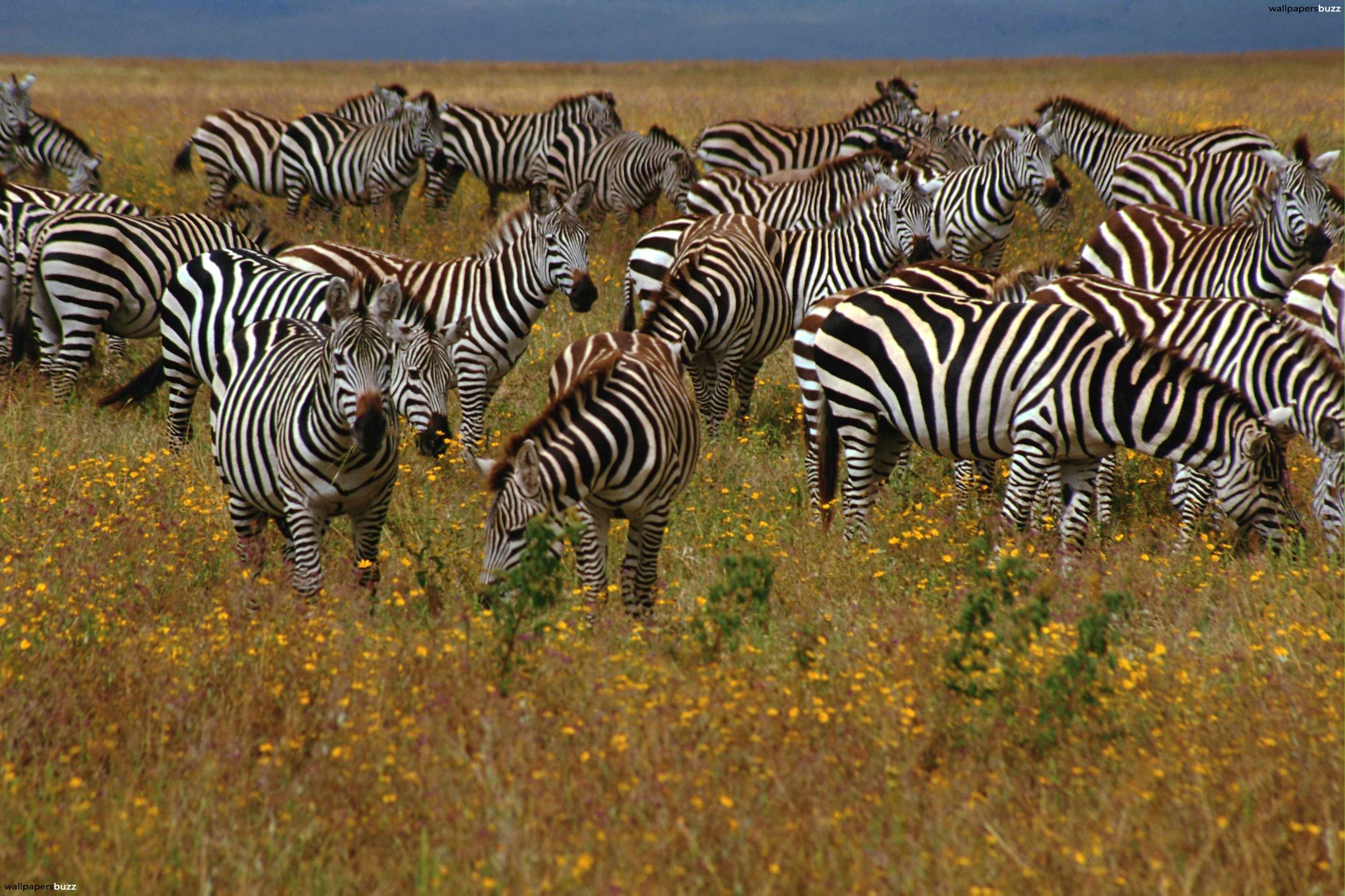 A herd of zebras HD Wallpaper