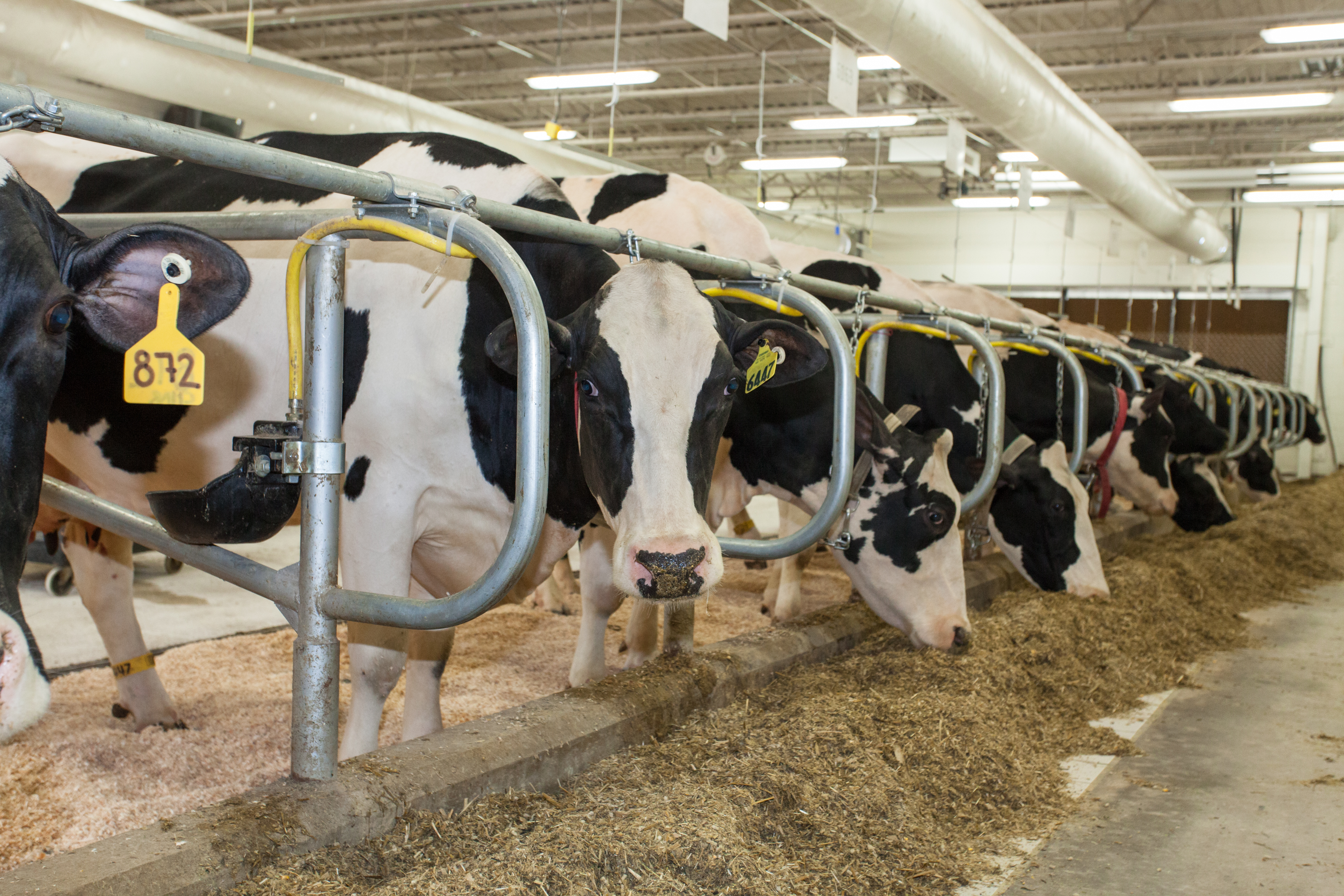 Dairy Herd | Dairy Science