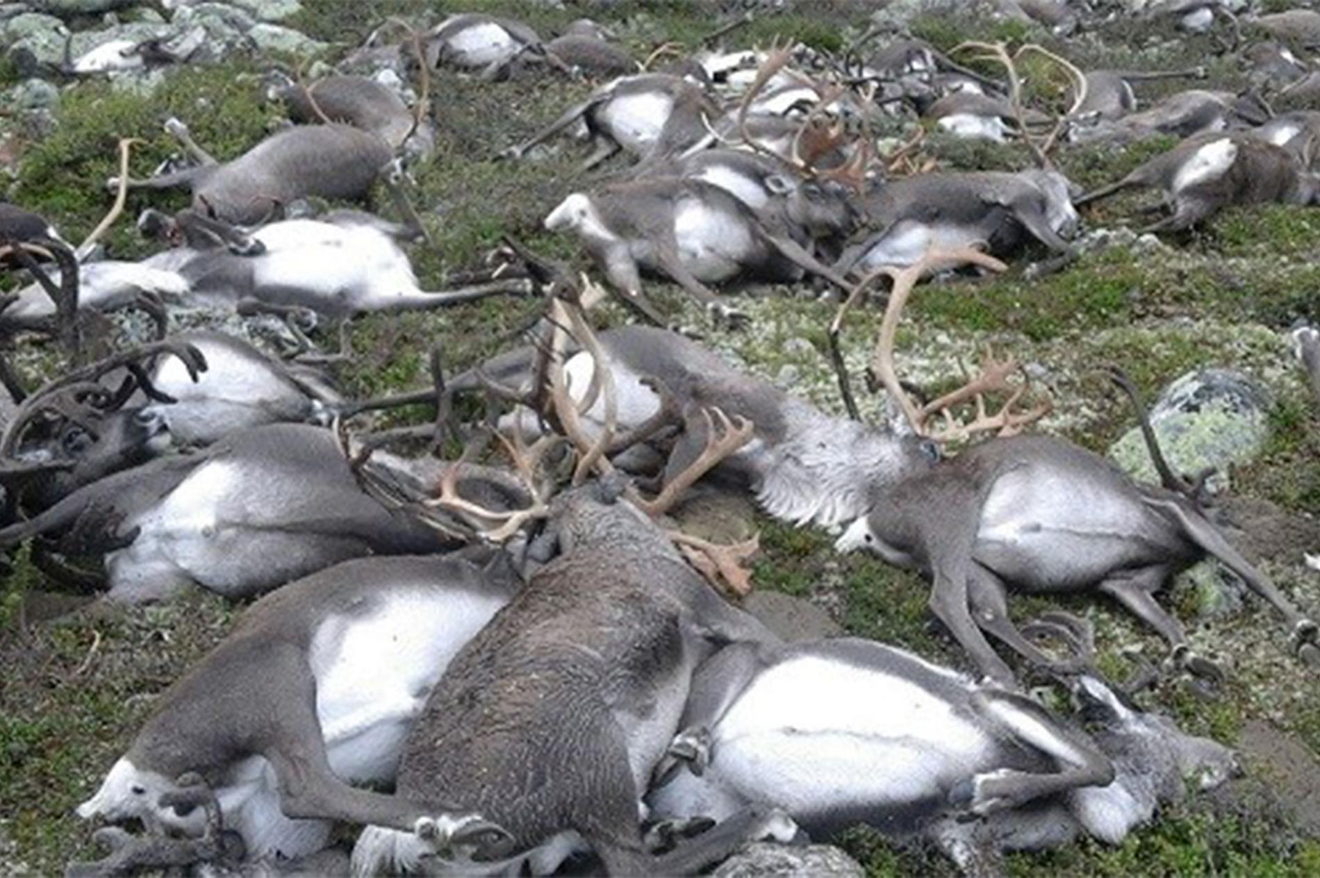 Lightning Kills More Than 300 Reindeer in Rare Mass Death