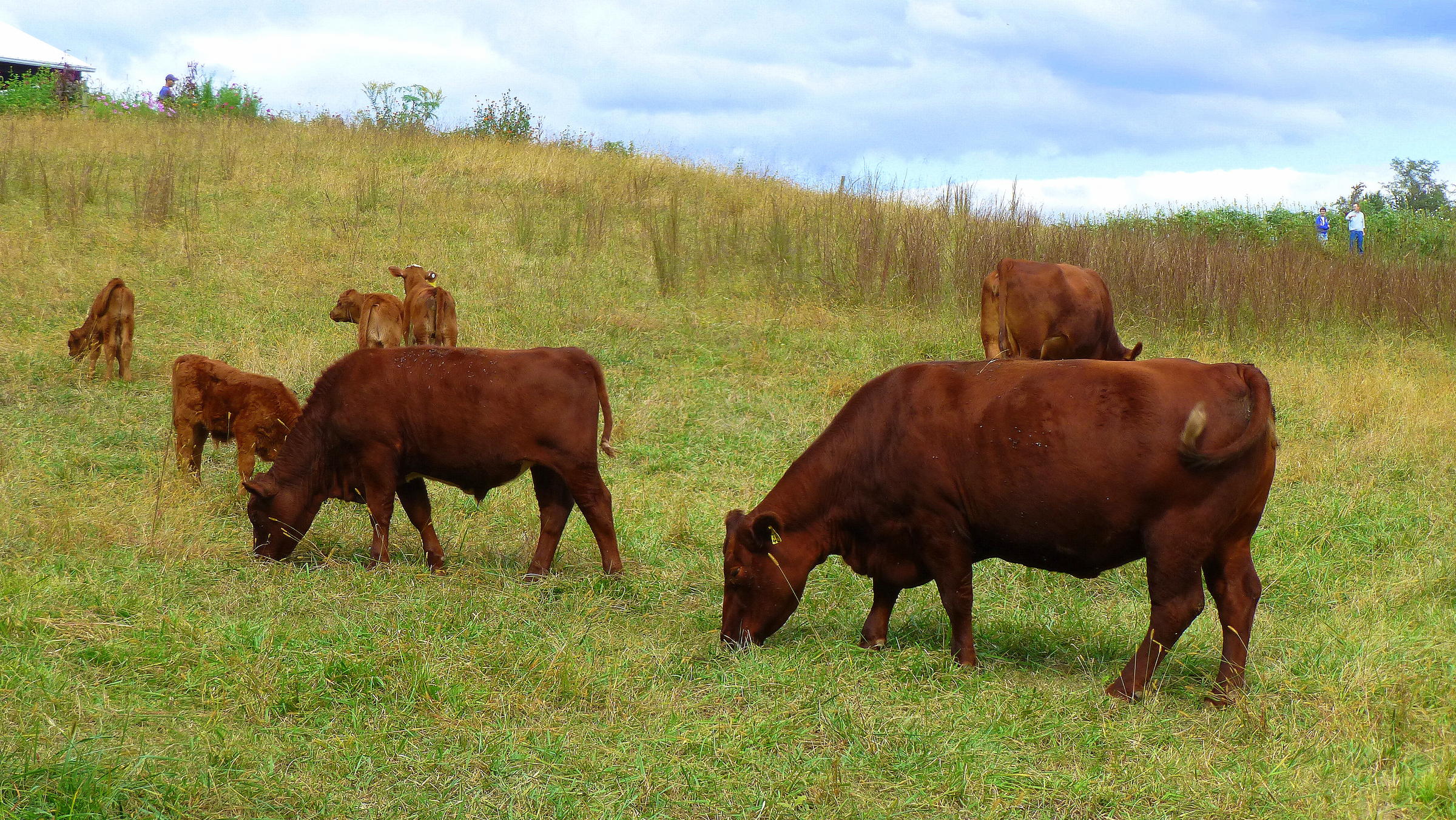 Bovine tuberculosis found in West Michigan cattle herd | Michigan Radio