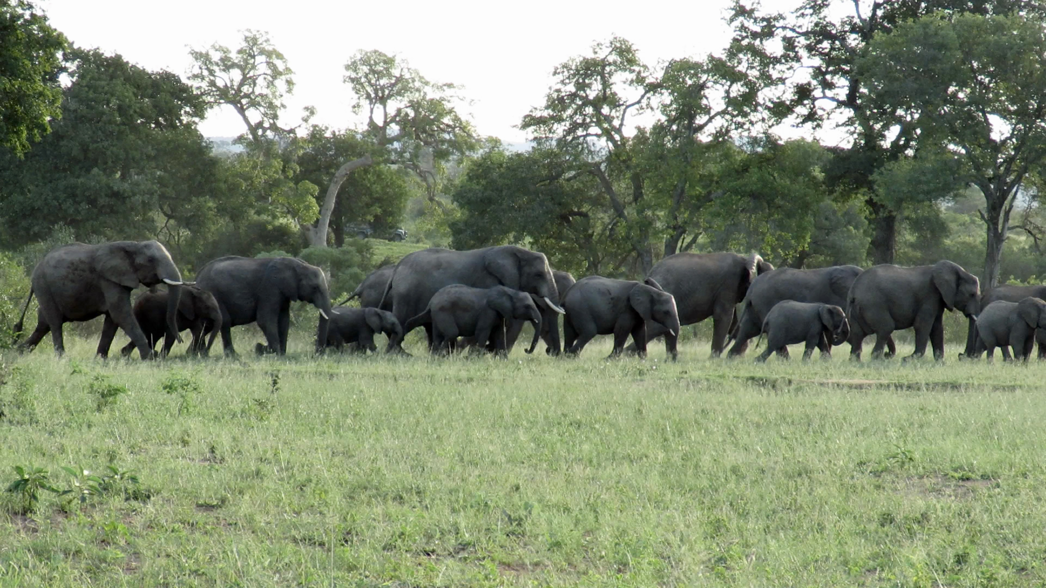 Huge herd of around 70 elephants spotted in Kruger National park ...