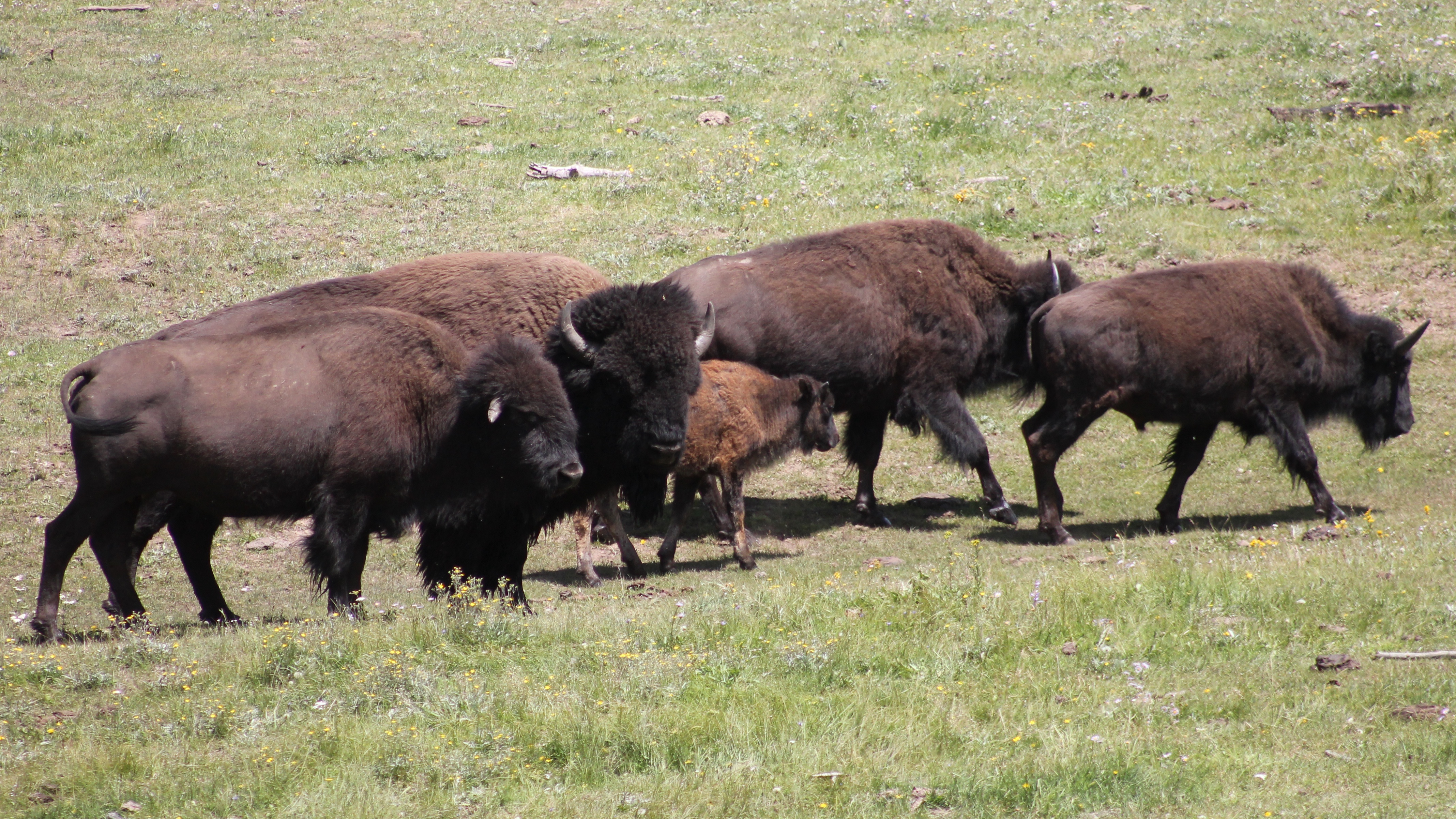 National Park Service Plans Large Bison Hunt to Thin Arizona's Grand ...