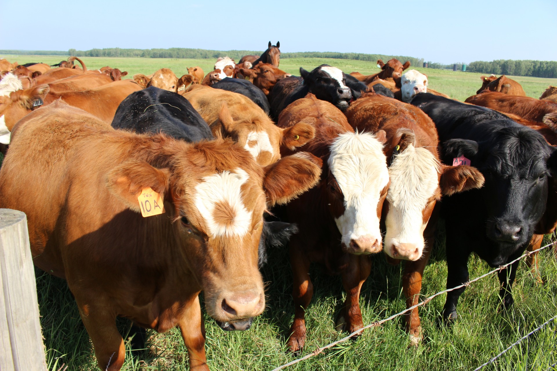 Herd Of Cows And Horses Pasture Free Stock Photo - Public Domain ...