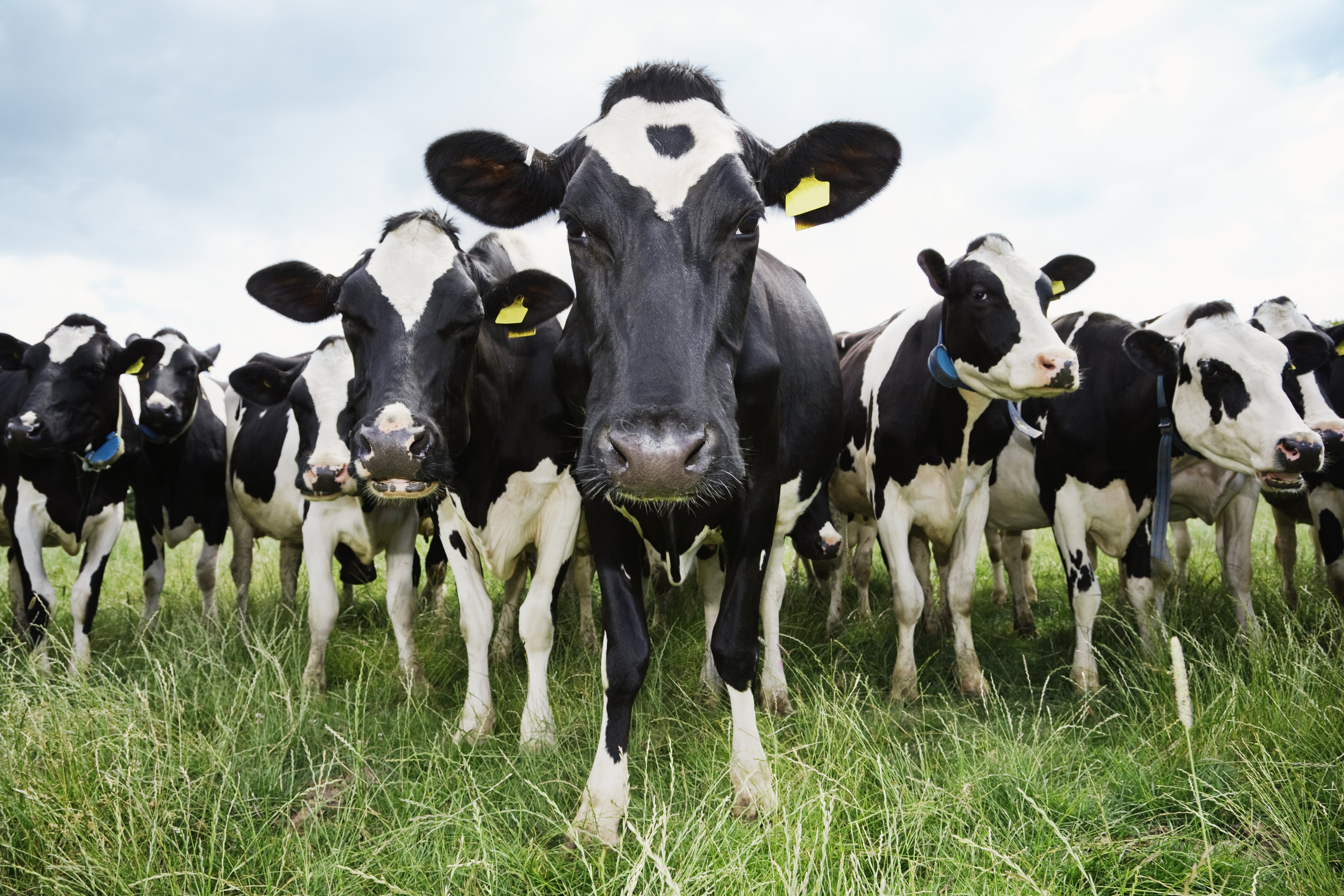 Let's talk about herd immunity – Levi Quackenboss