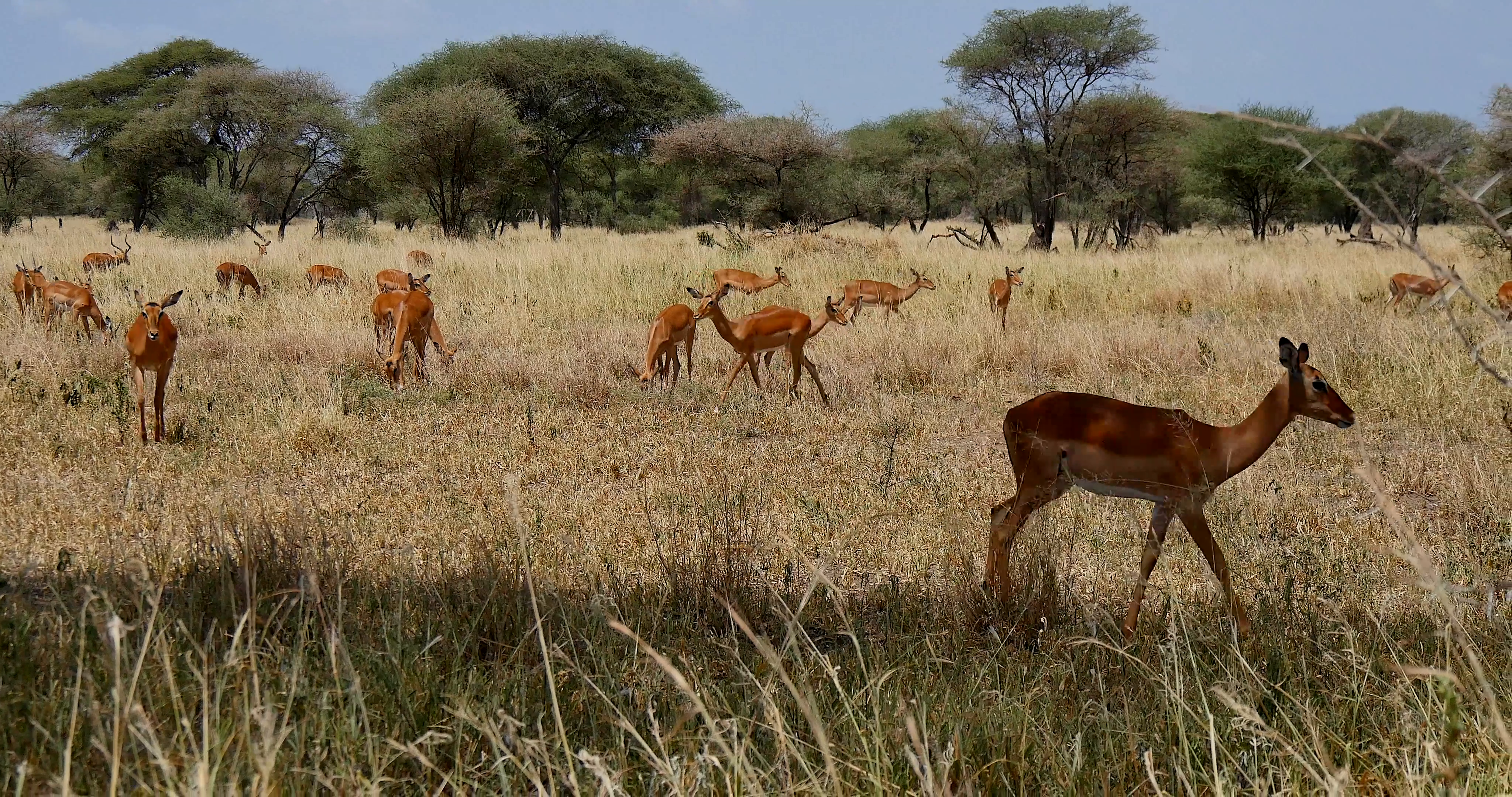 Impala Herd in Tarangire Stock Video Footage - VideoBlocks