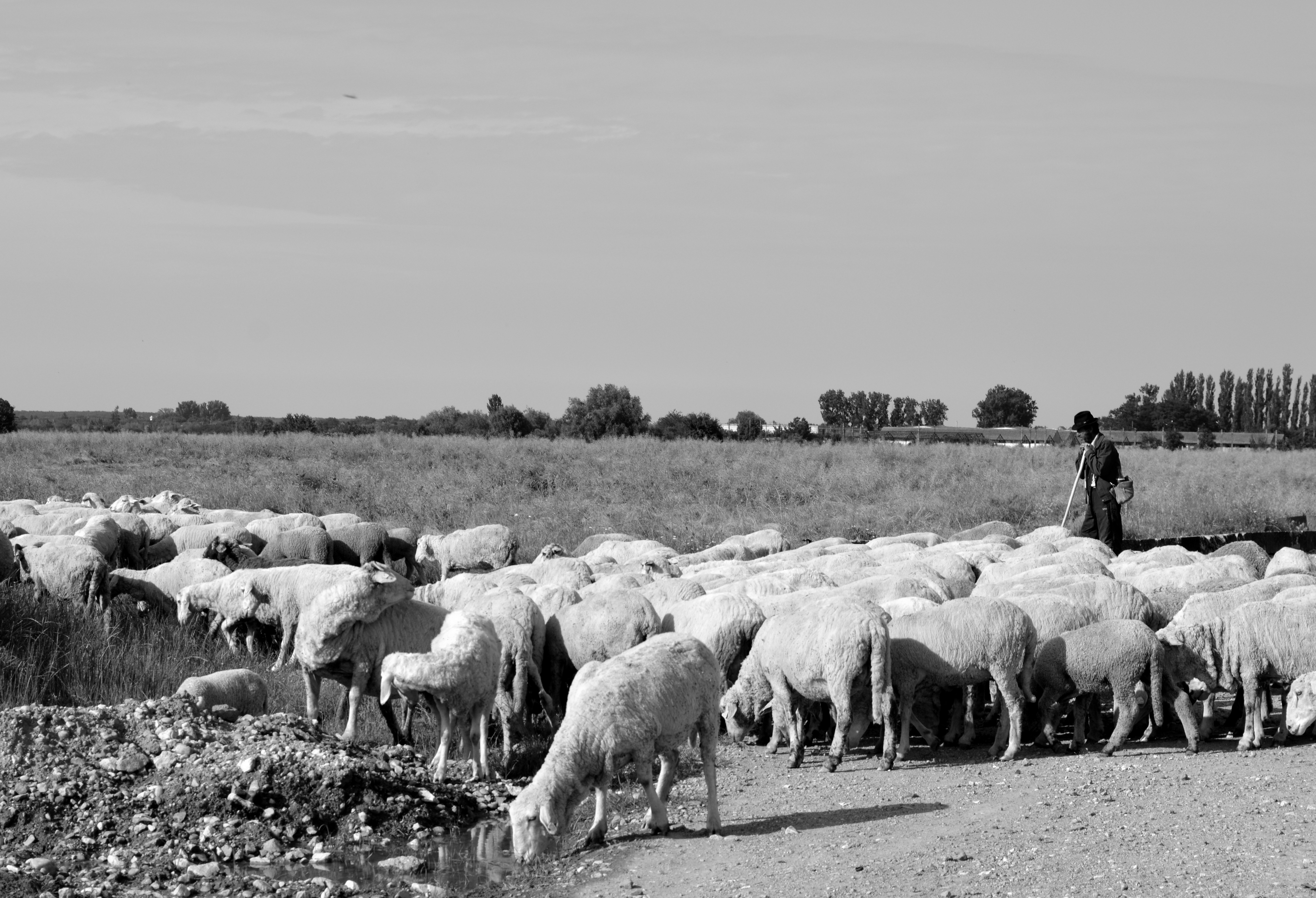 Herd feeding photo