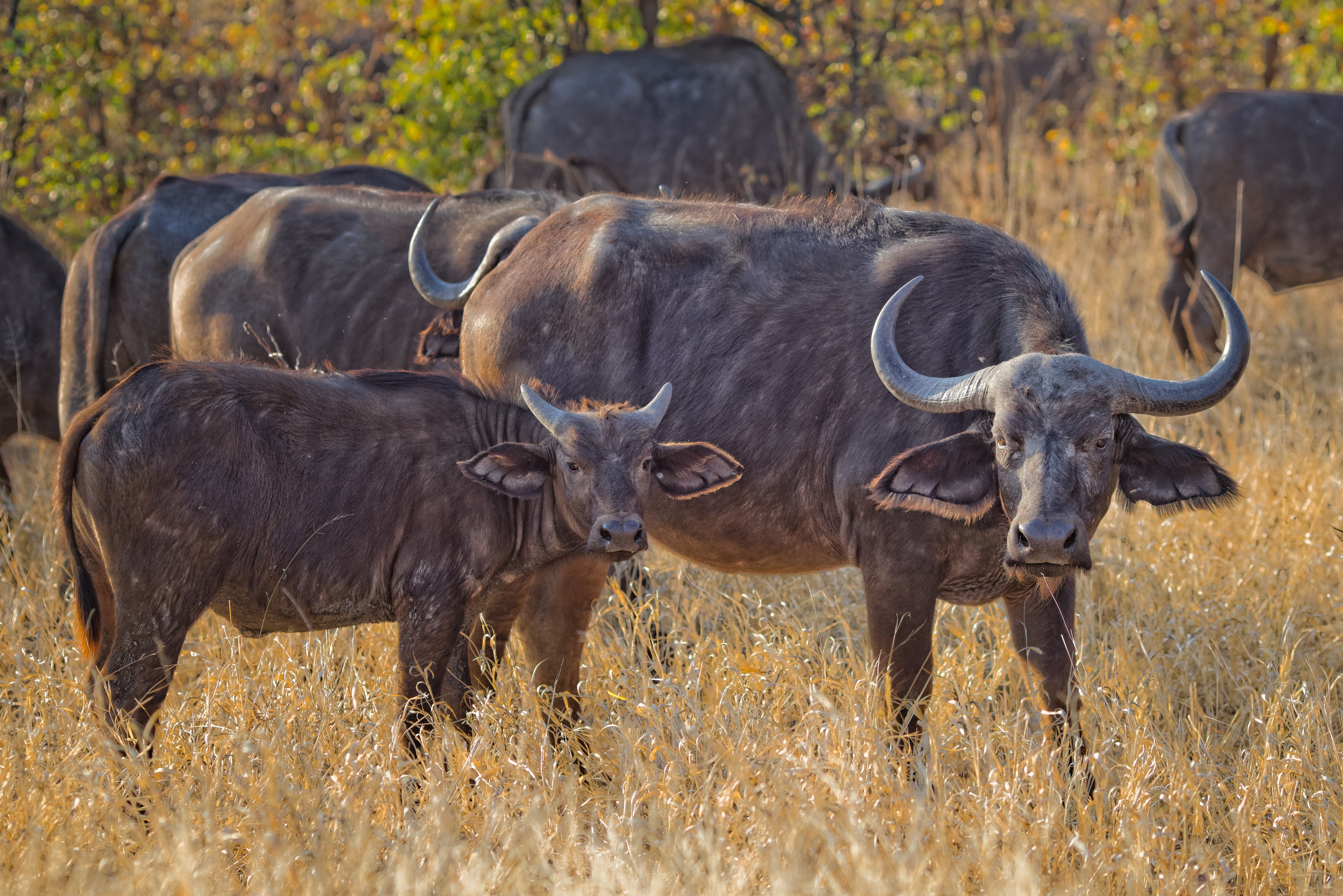 Herd of black water buffalo photo