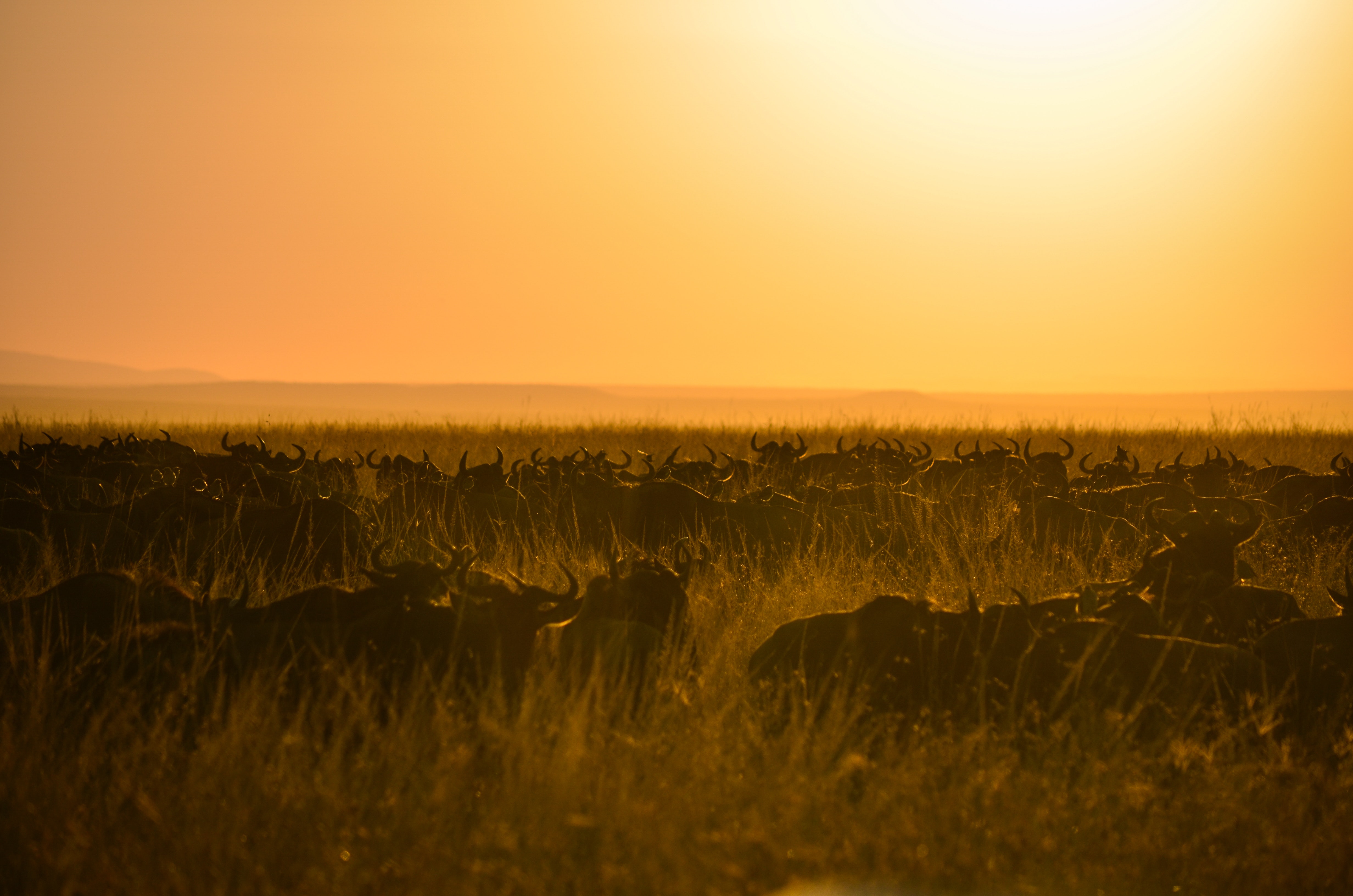 Herd of Buffalo during Sunset, Africa, Summer, Masai Mara National Reserve, Nature, HQ Photo