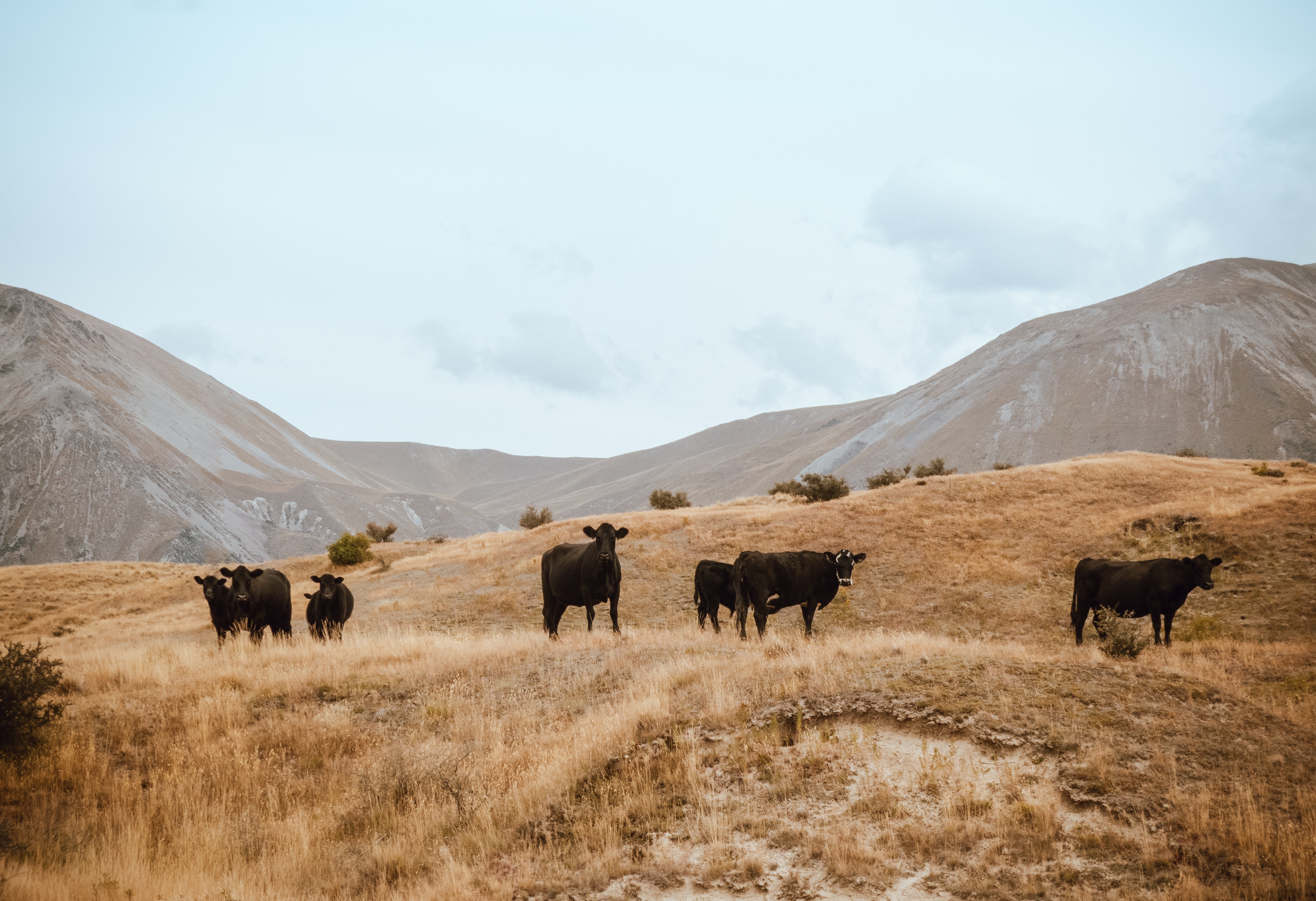 Herd of cattle on brown grass mountain under white sky photo