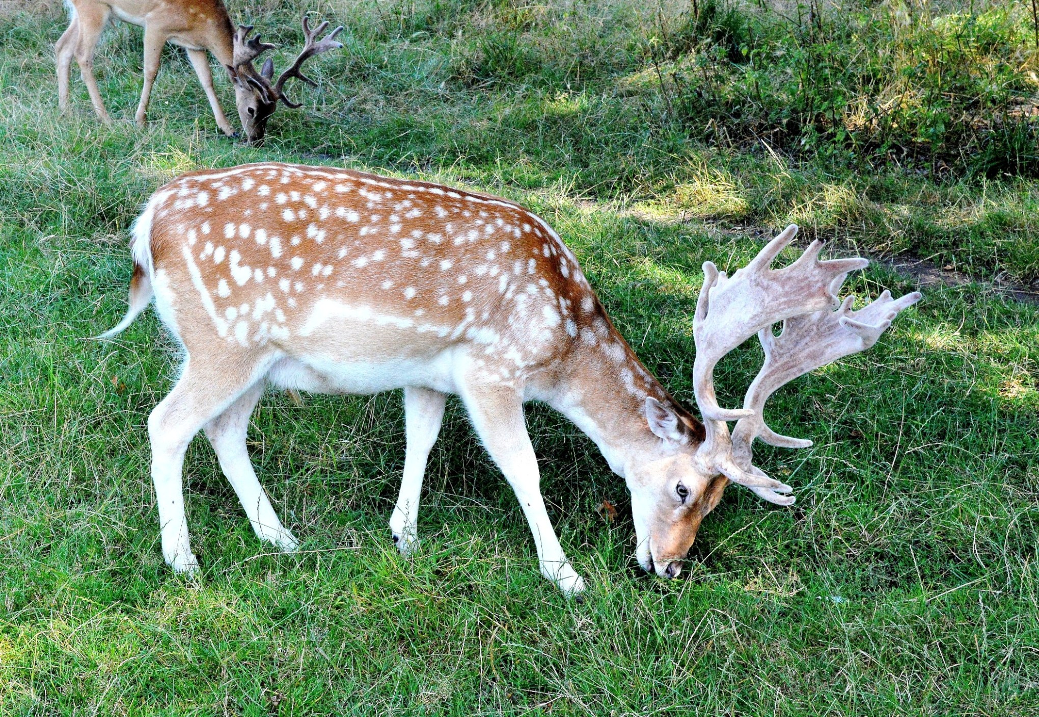 Deer at Bushy Park | Picture This uk