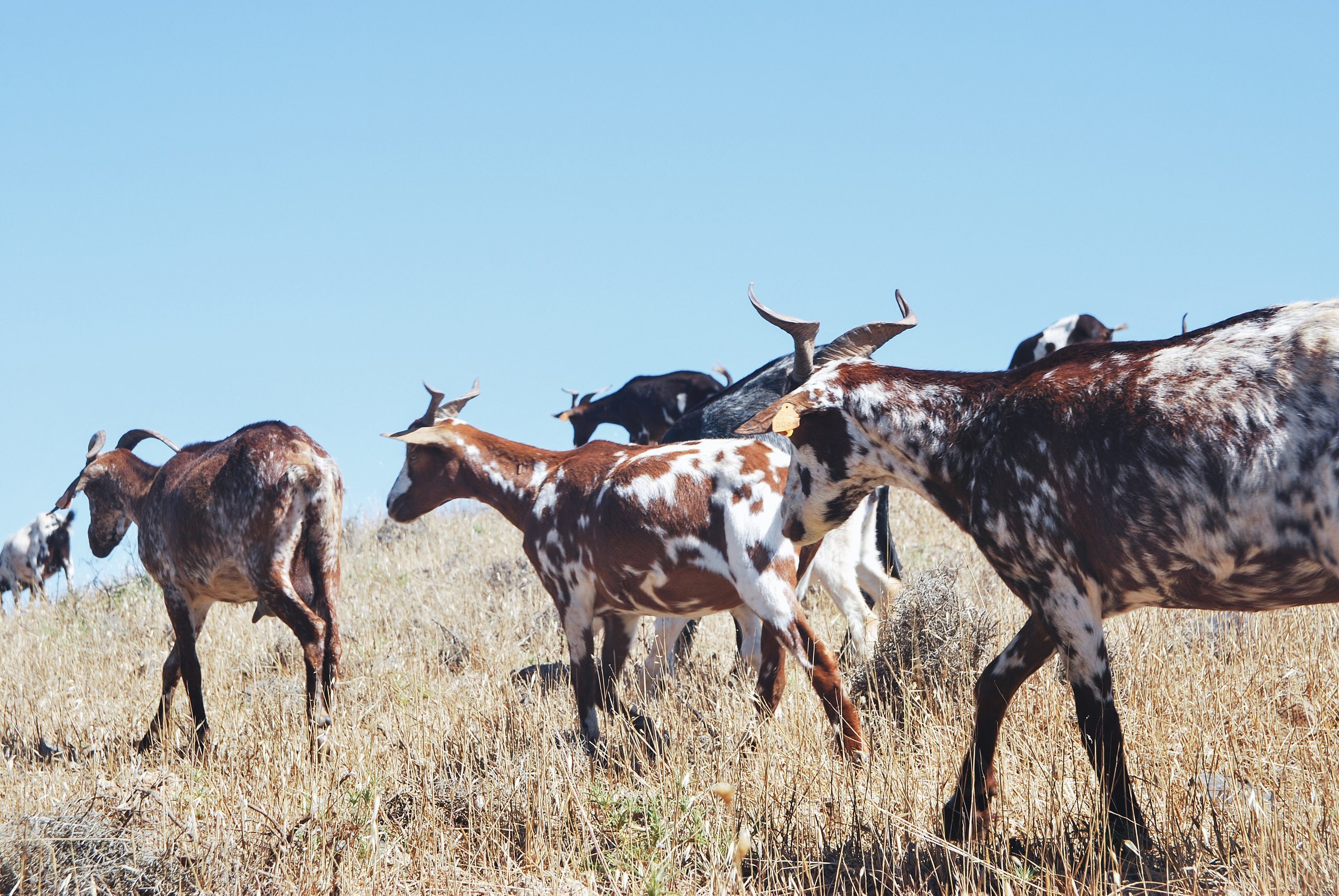 Herd of goat on grass field photo