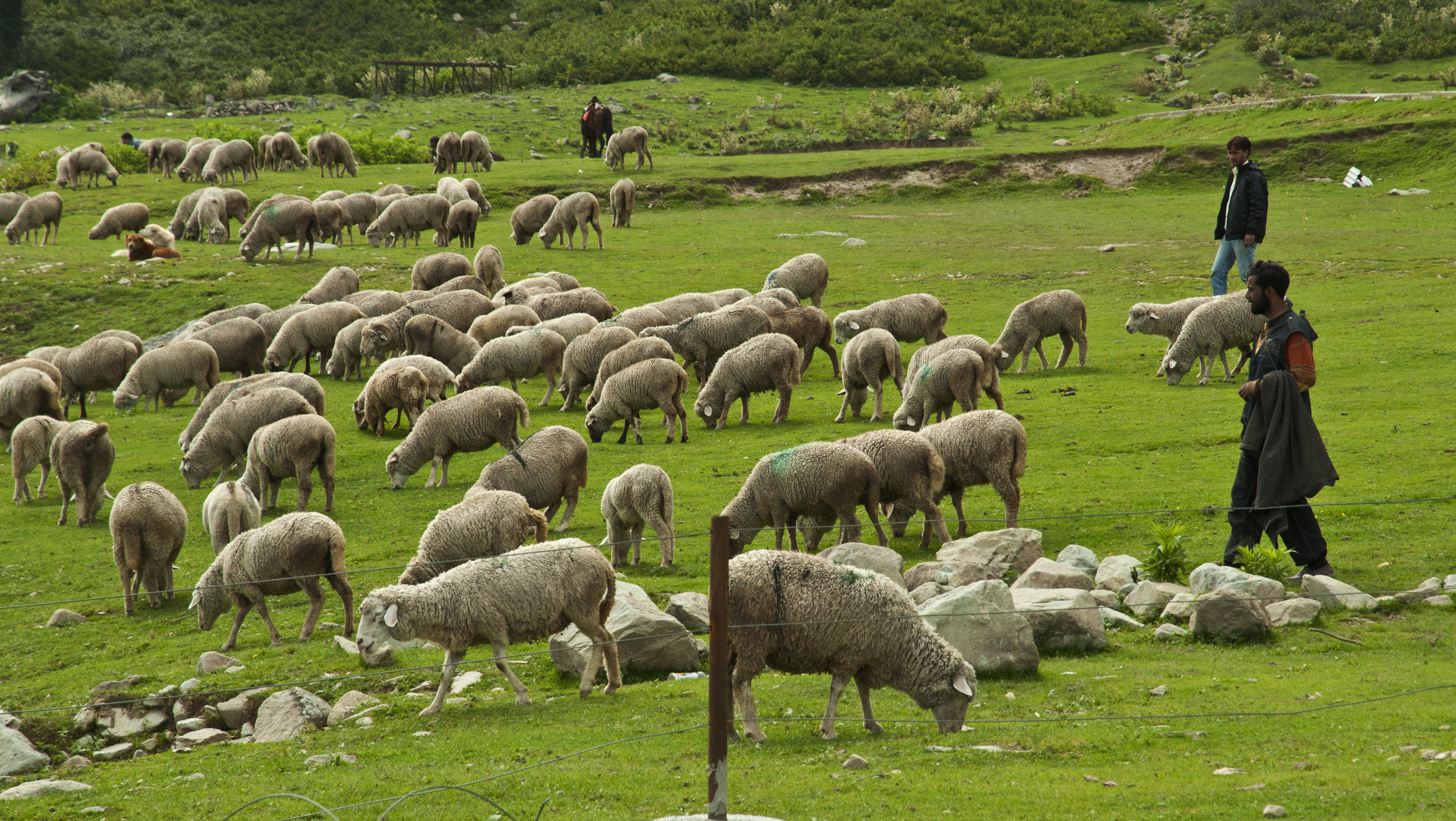 File:Herd of sheep.JPG - Wikimedia Commons