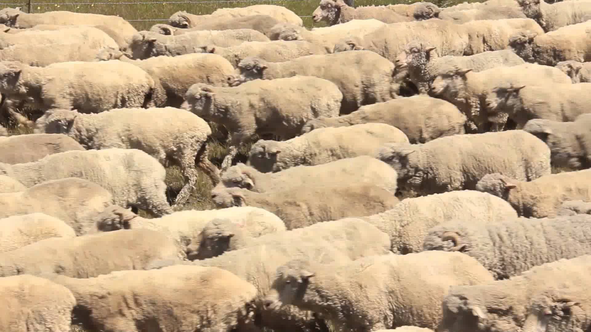 Herd of Sheep - Flock of New Zealand sheep - YouTube