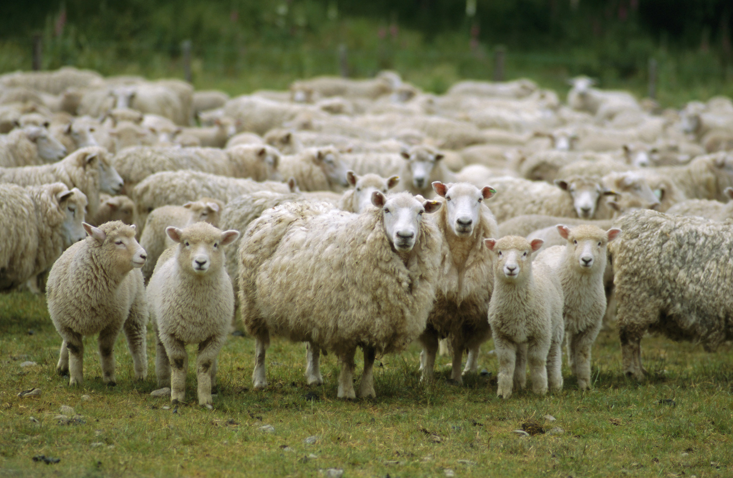Flock of sheep, New Zealand, Pacific | Mundabor's Blog