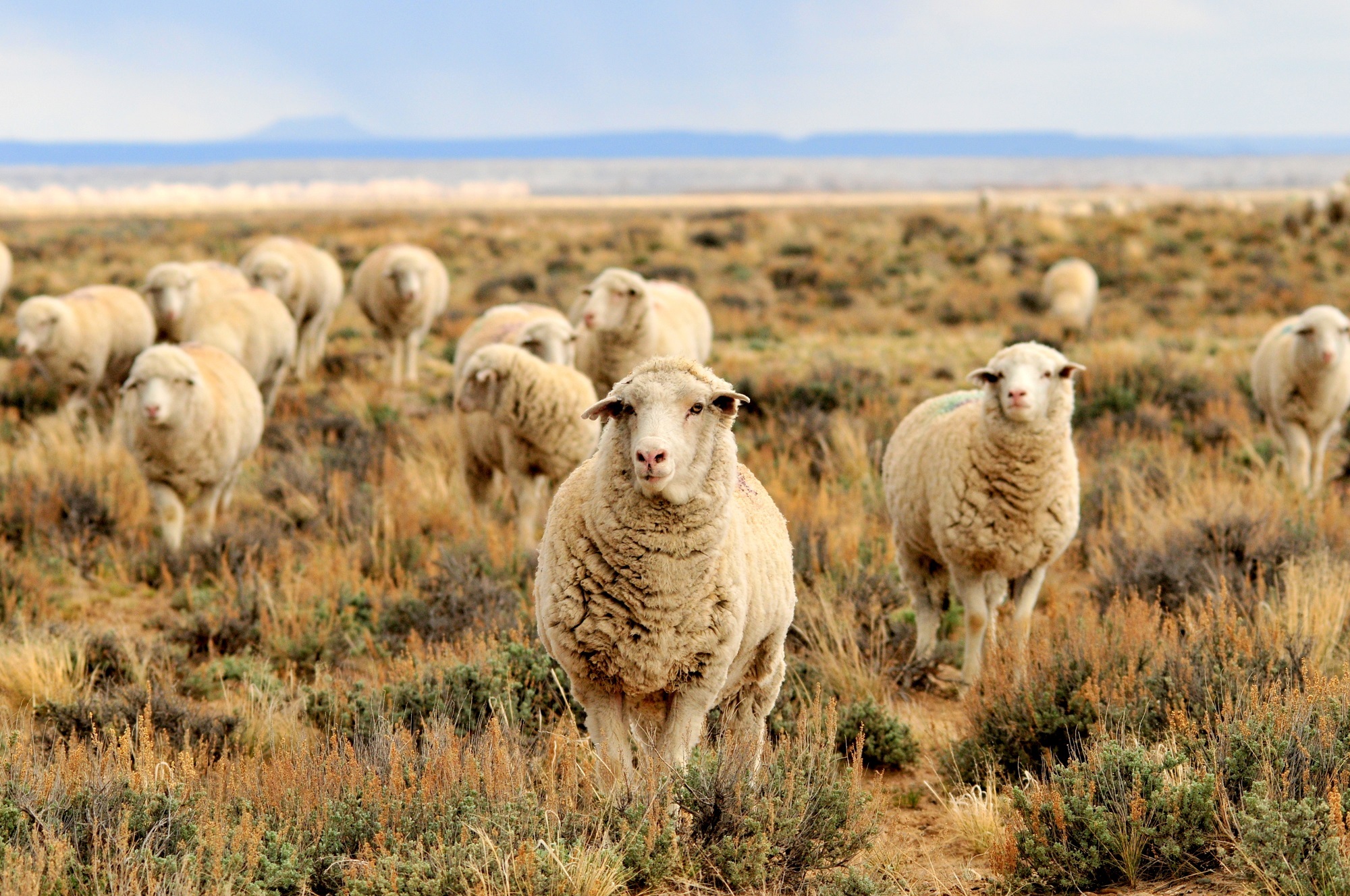 https://jooinn.com/images/herd-of-sheep-2.jpg