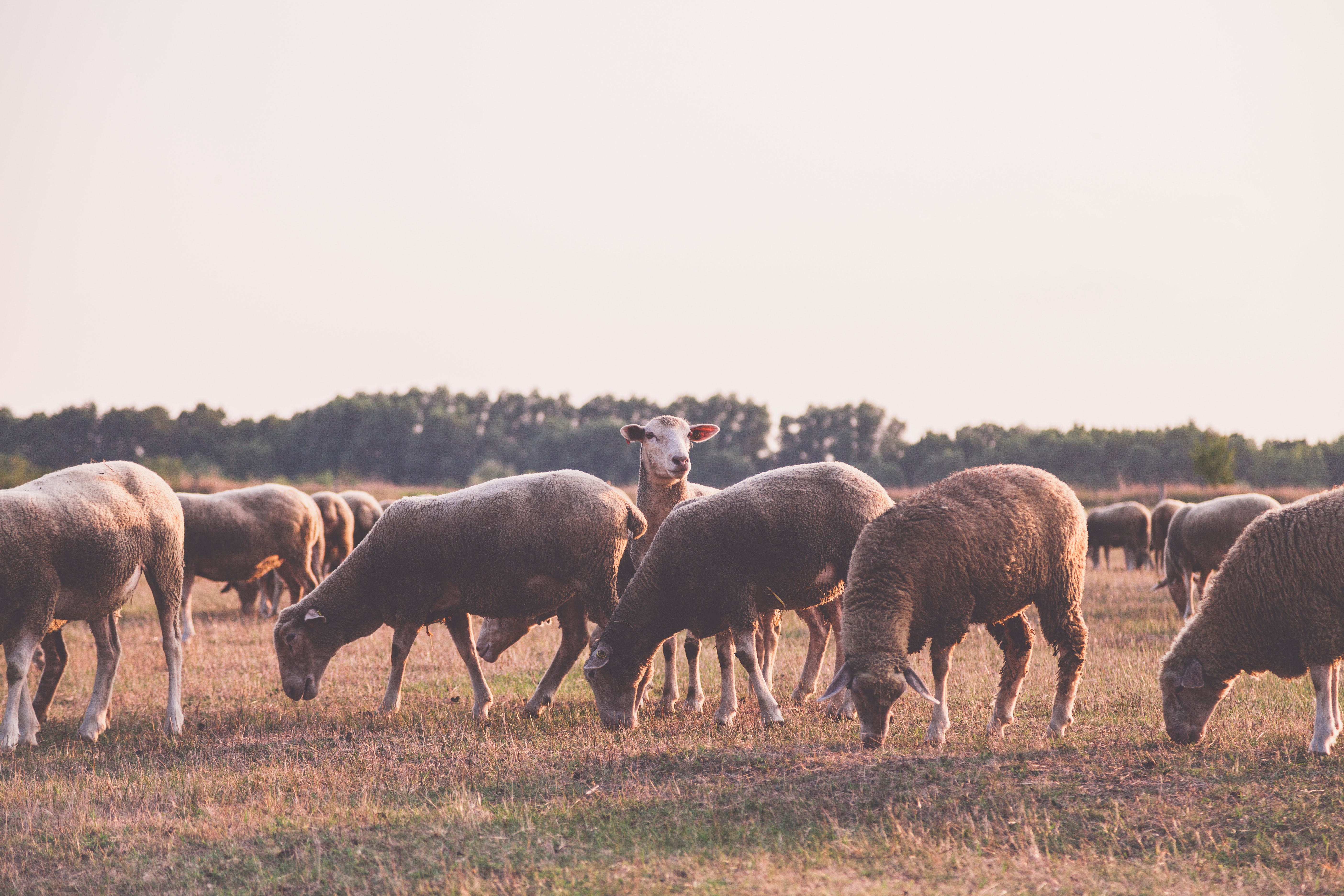 Herd of sheep photo