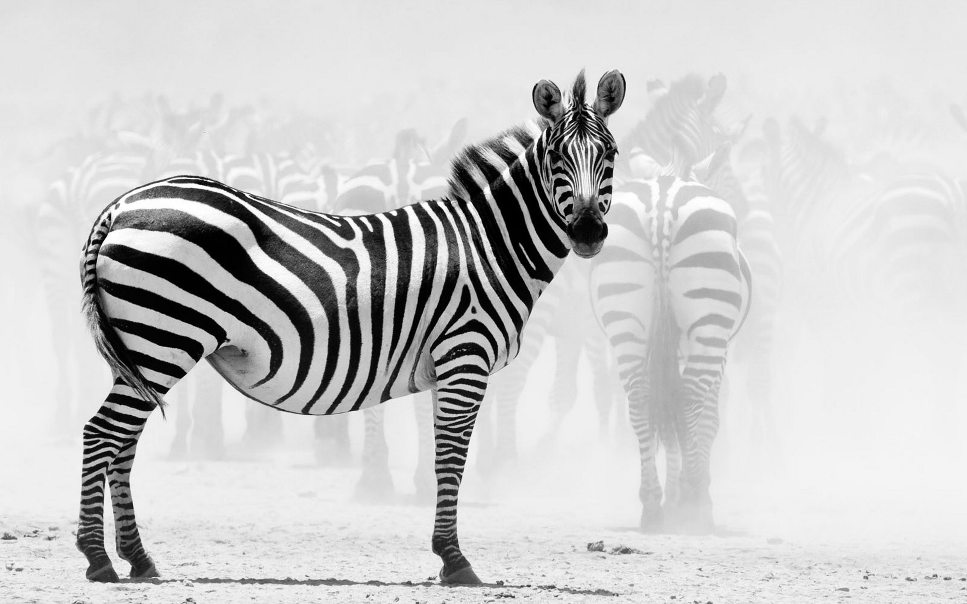 Herd of zebra wallpapers and images - wallpapers, pictures, photos