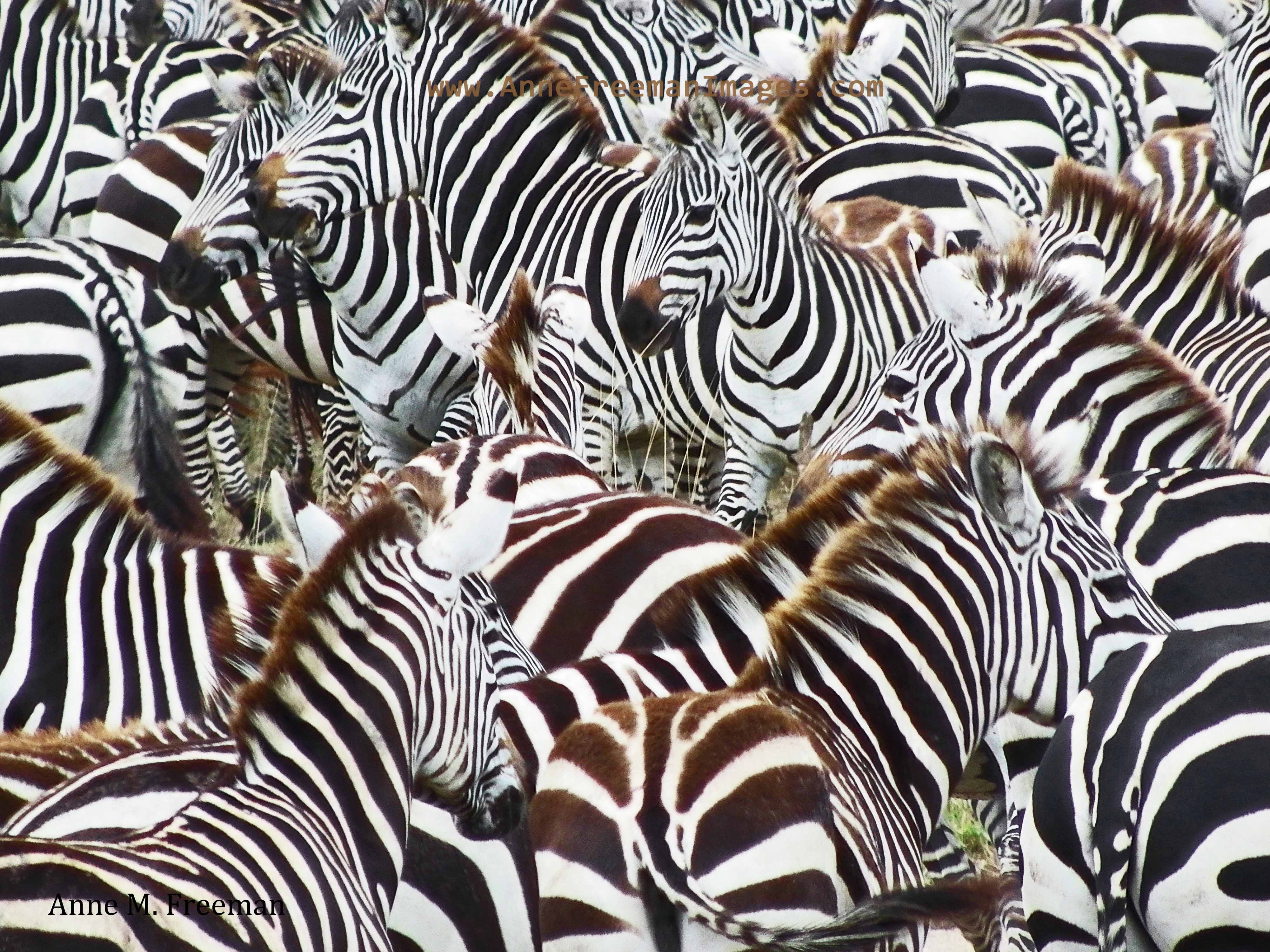 Weekly Photo Challenge: Together (Zebra Mare & Foal) | ANNE FREEMAN ...