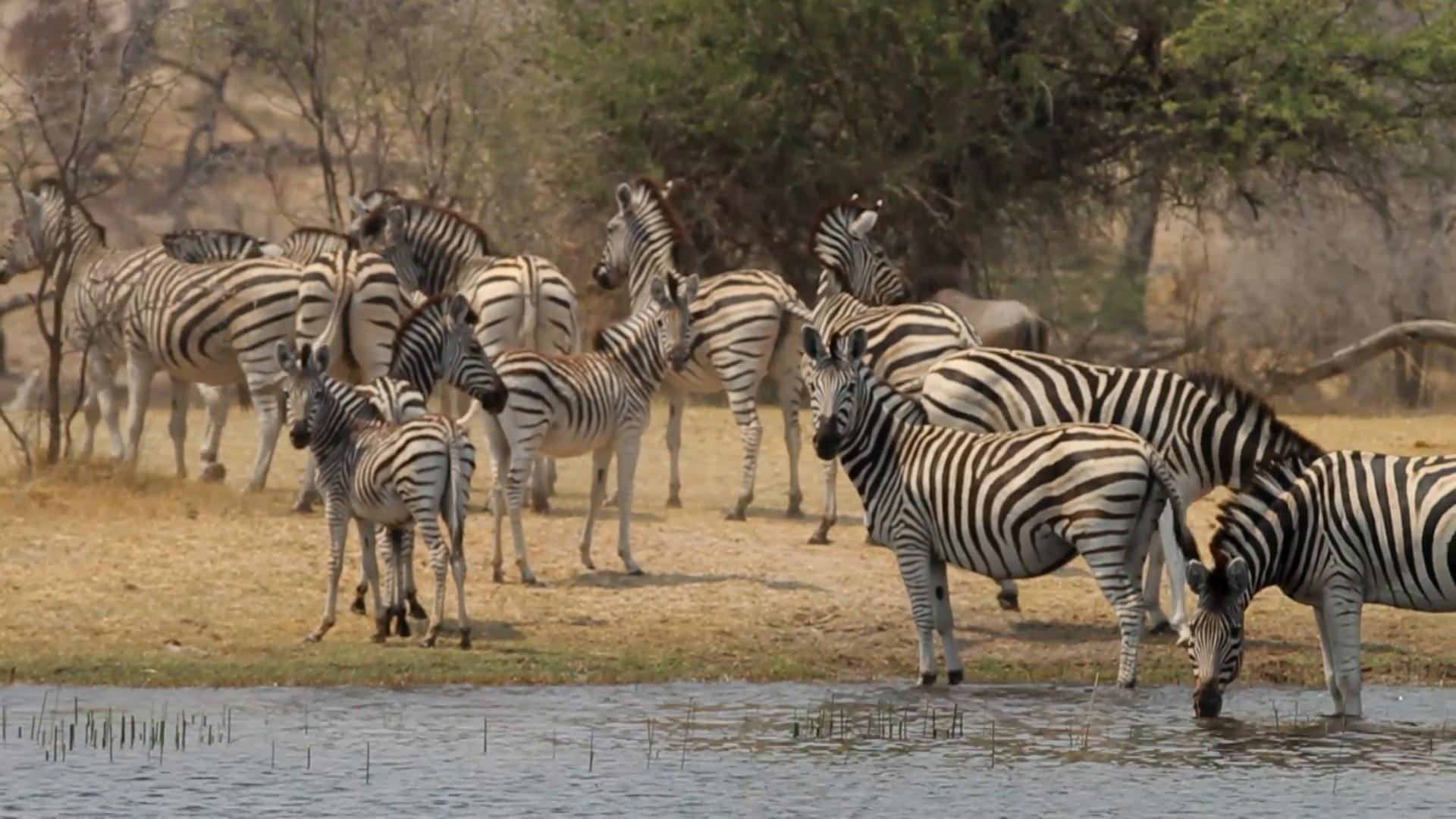 Tracking shot past herd of zebras drinking at waterhole. Stock Video ...