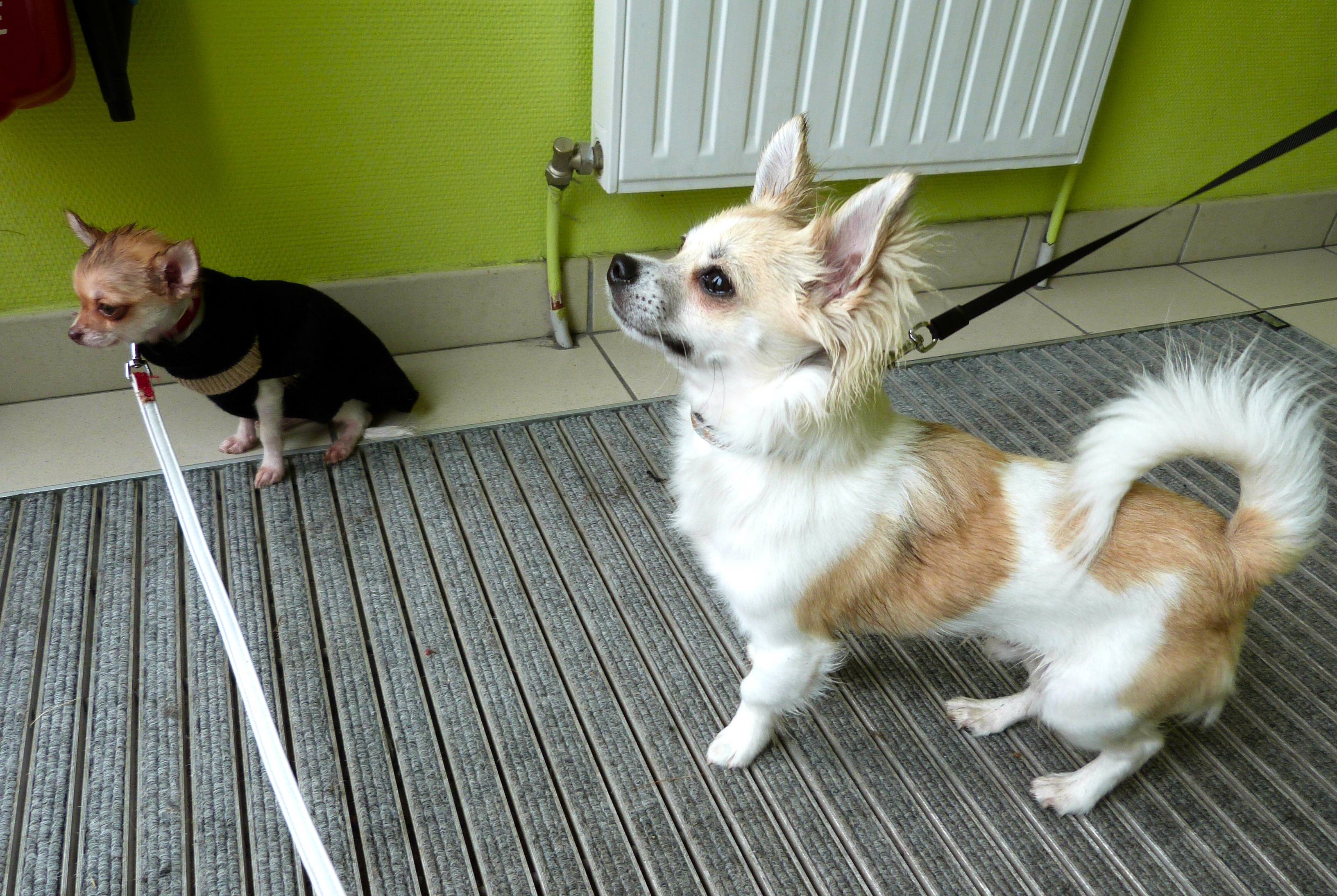 Hermes and Goliath, Animal, Cat, Chihuahua, Dog, HQ Photo