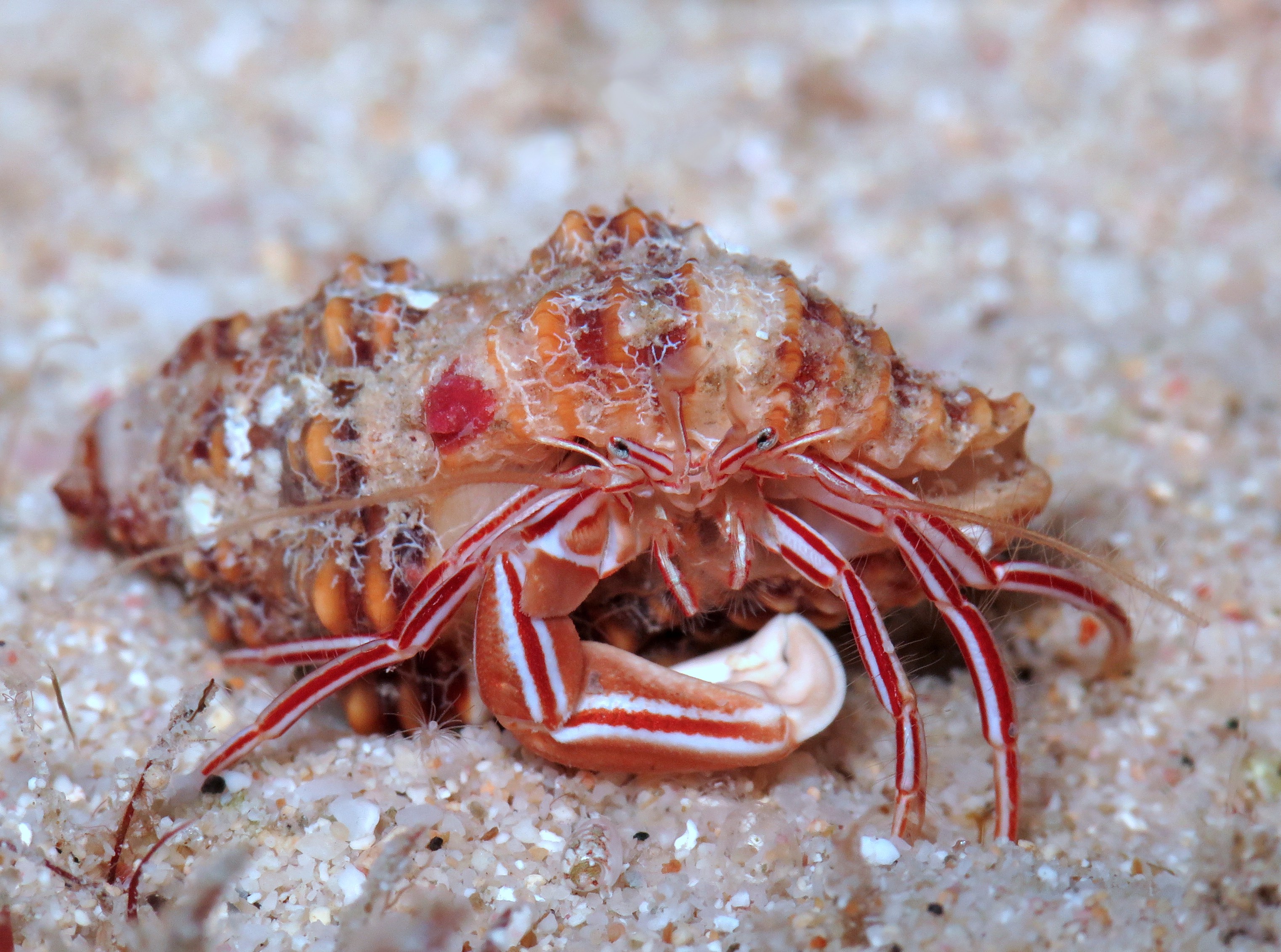 The 'Candy striped hermit crab' is a new species | Pensoft blog