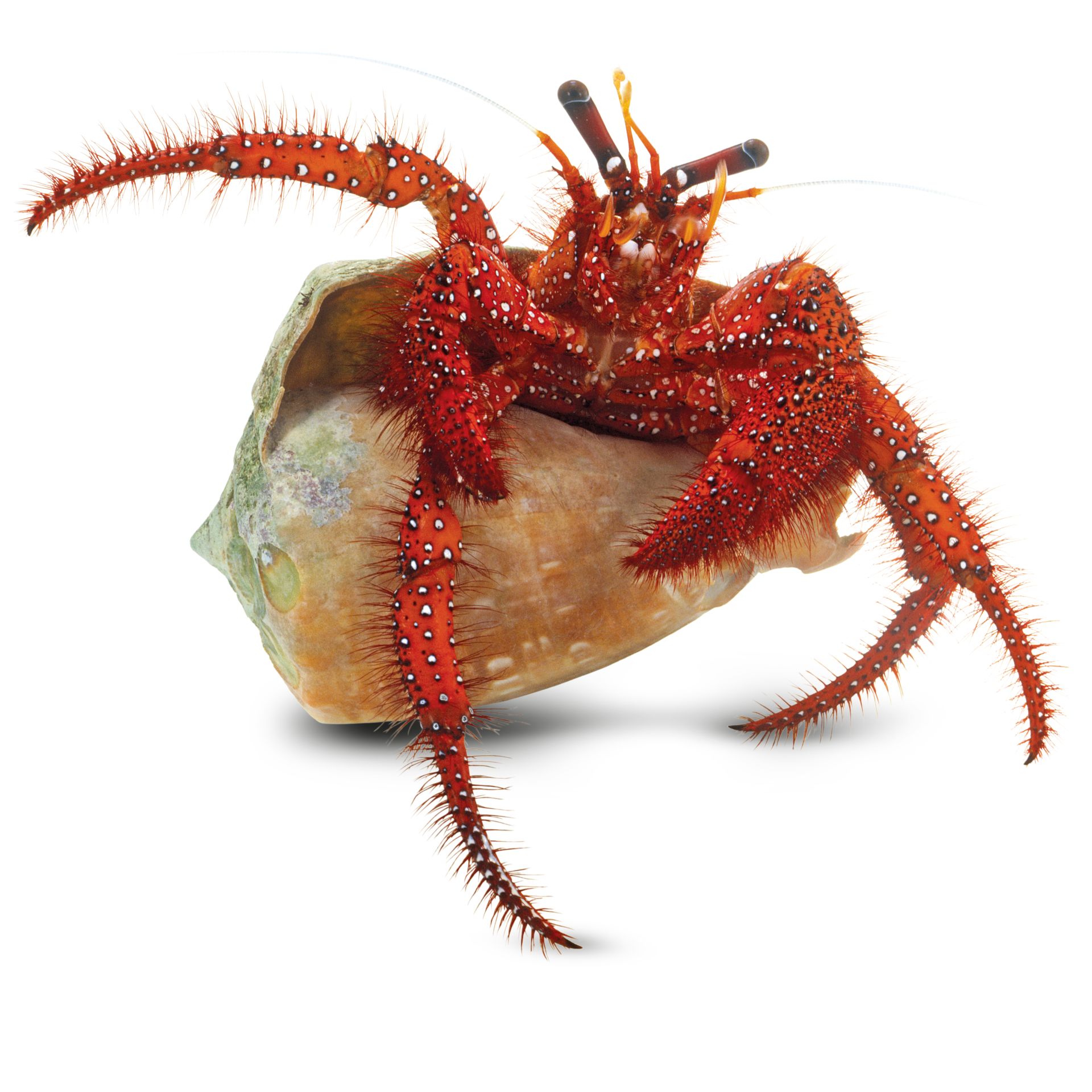 Hermit Crab Facts | Hermit Crab Shells | DK Find Out