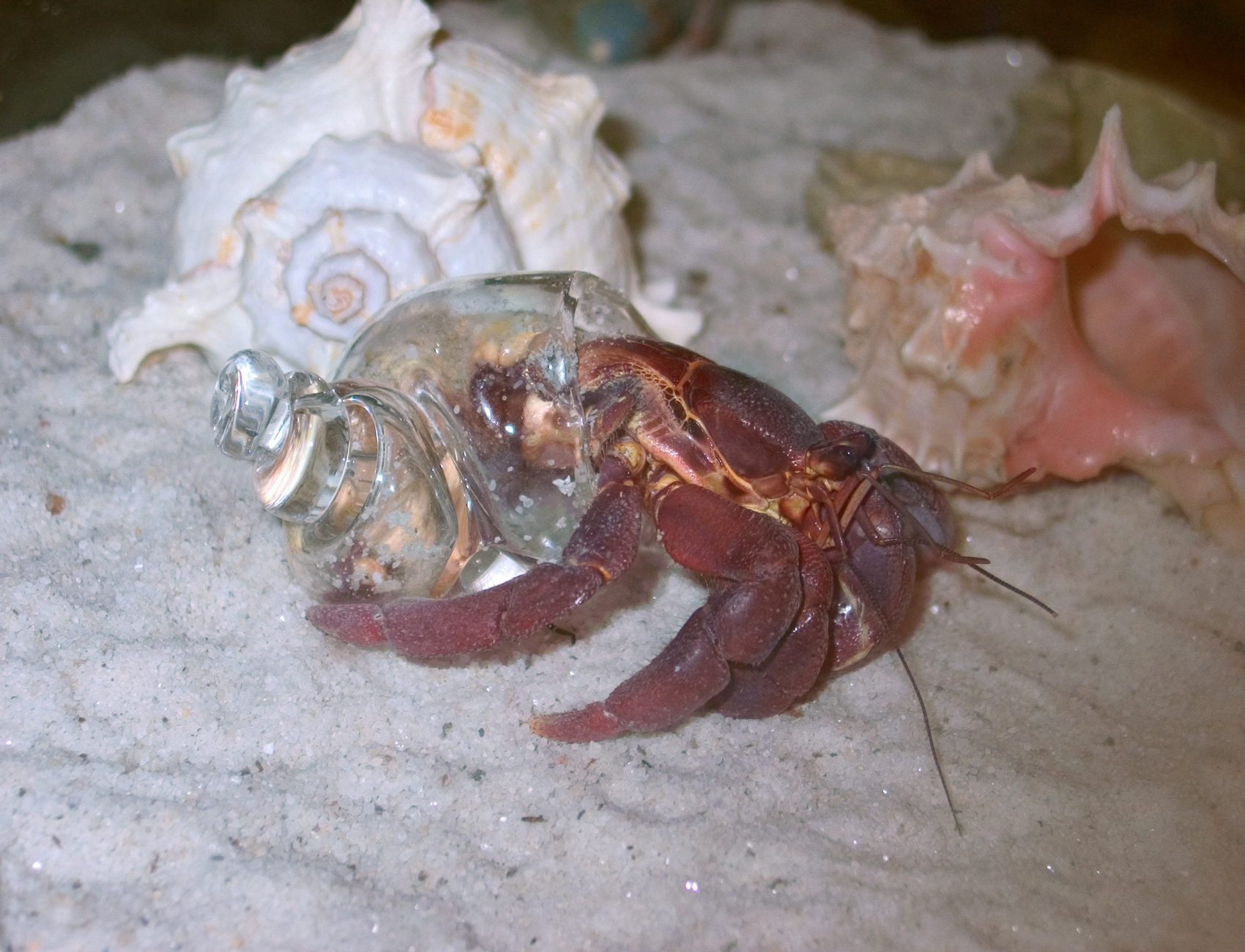 Prototypes for Hermit Crab Shells – Amy M. Youngs