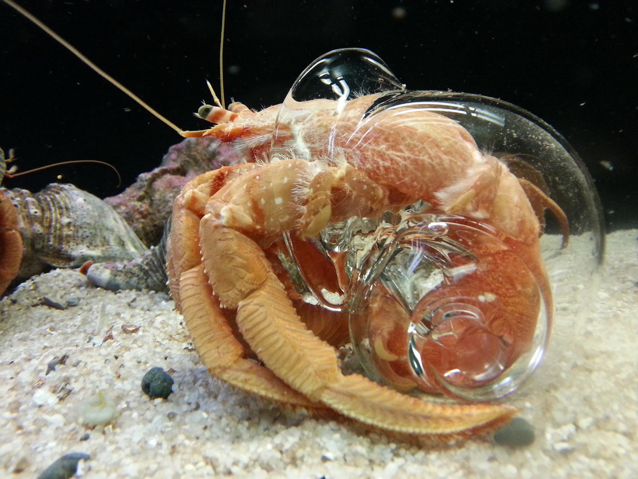 Hermit crab with a clear shell : hermitcrabs