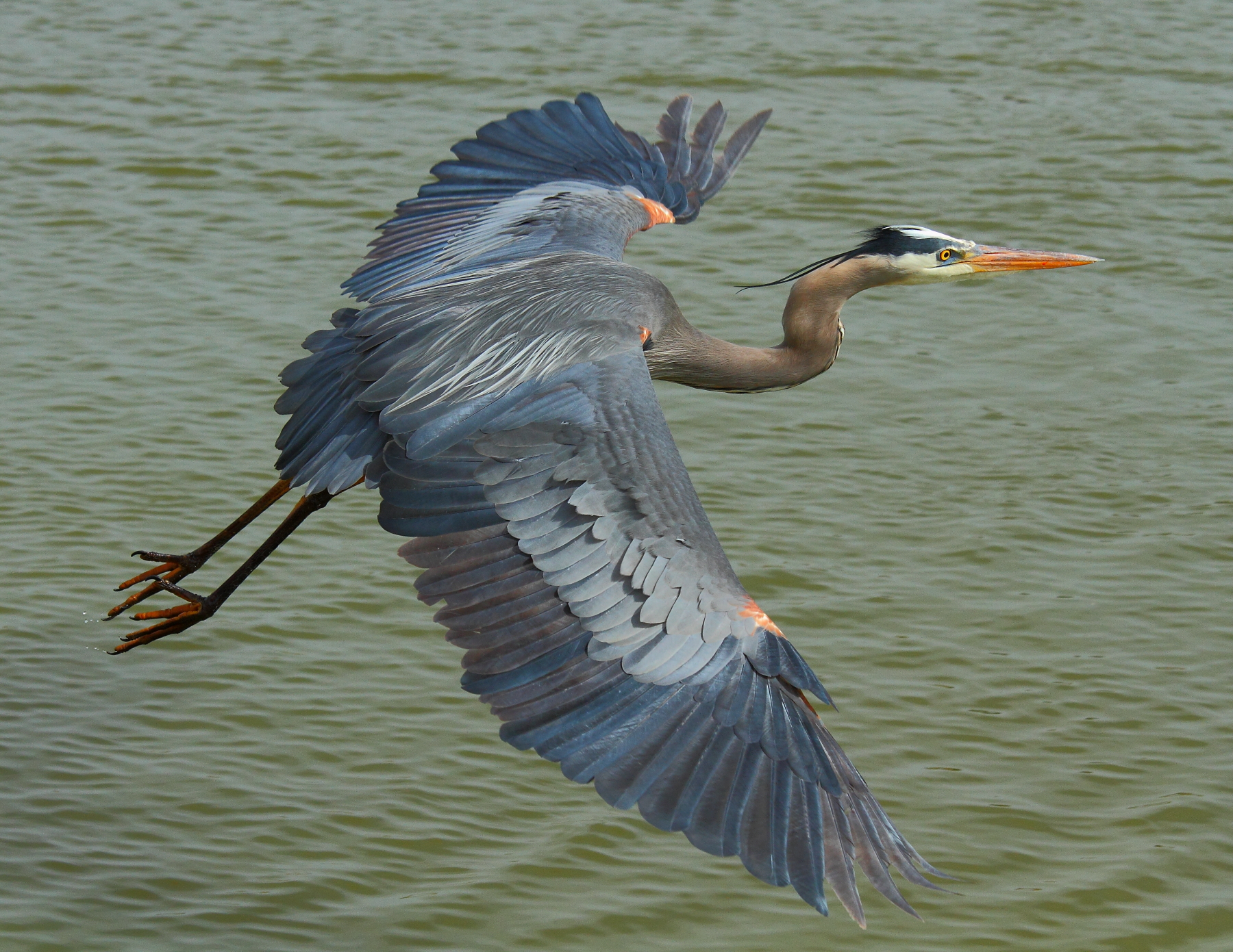 Hinterland Who's Who - Great Blue Heron