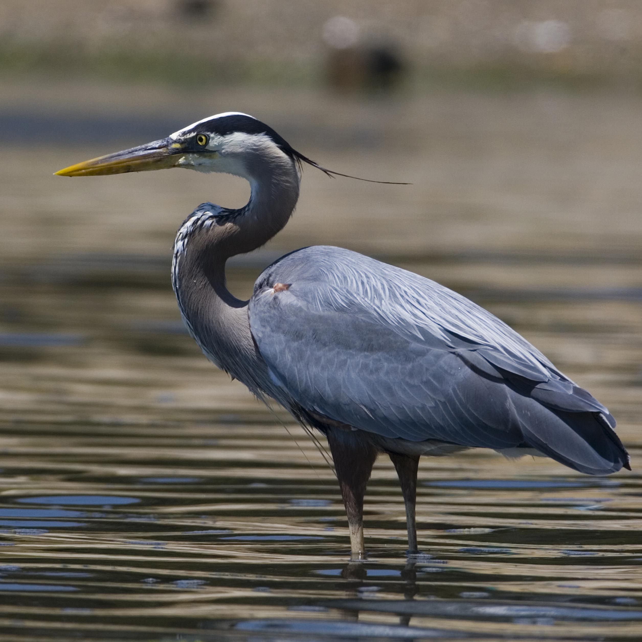 The great blue heron is another bird that is commonly seen locally ...