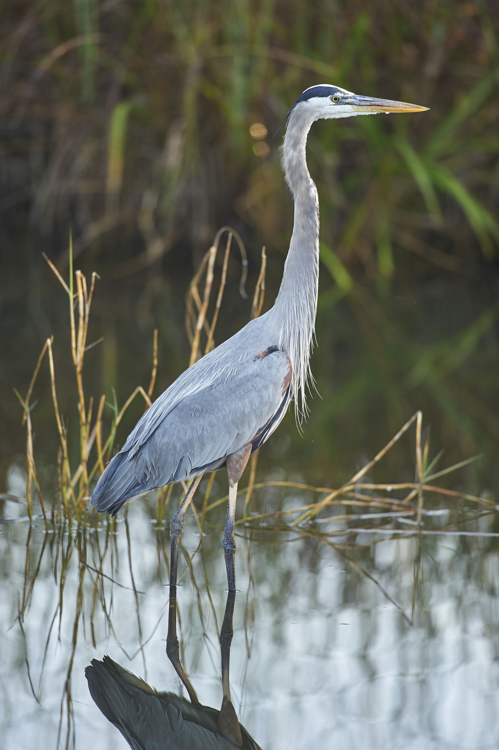 Great Blue Heron | Chester County, PA - Official Website