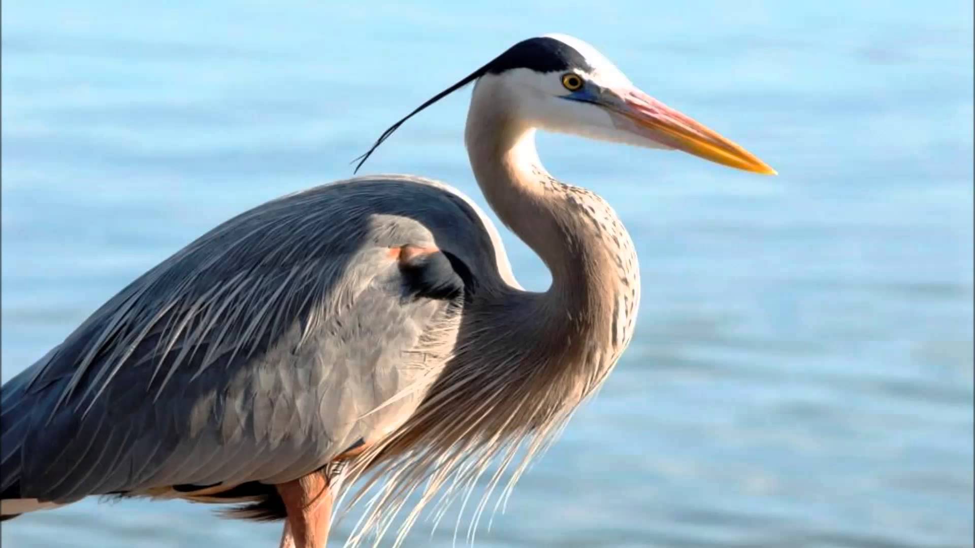 great blue heron - sound, call - YouTube