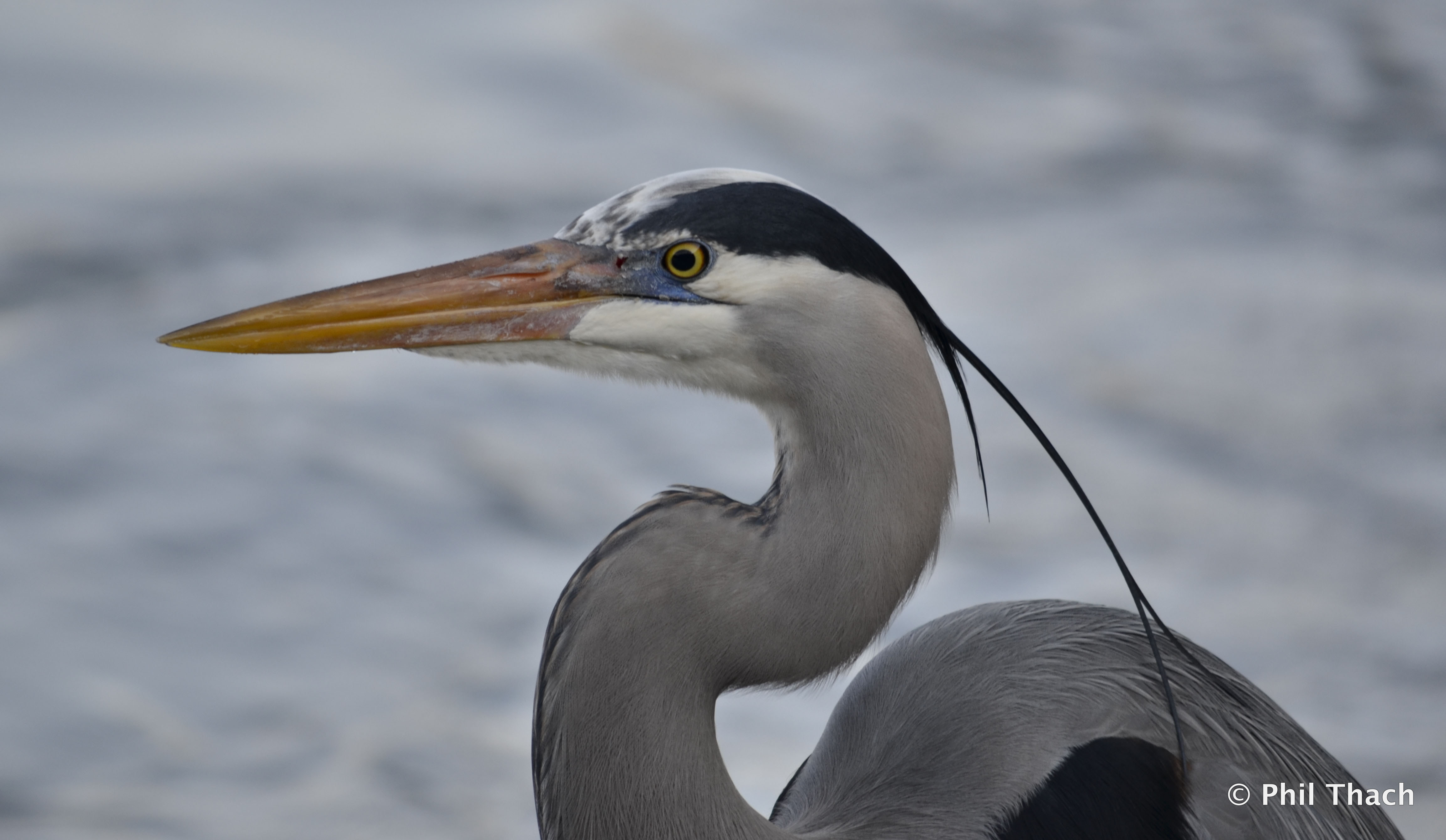 Great Blue Heron with Fish Hook in it's Leg | Phil Thach