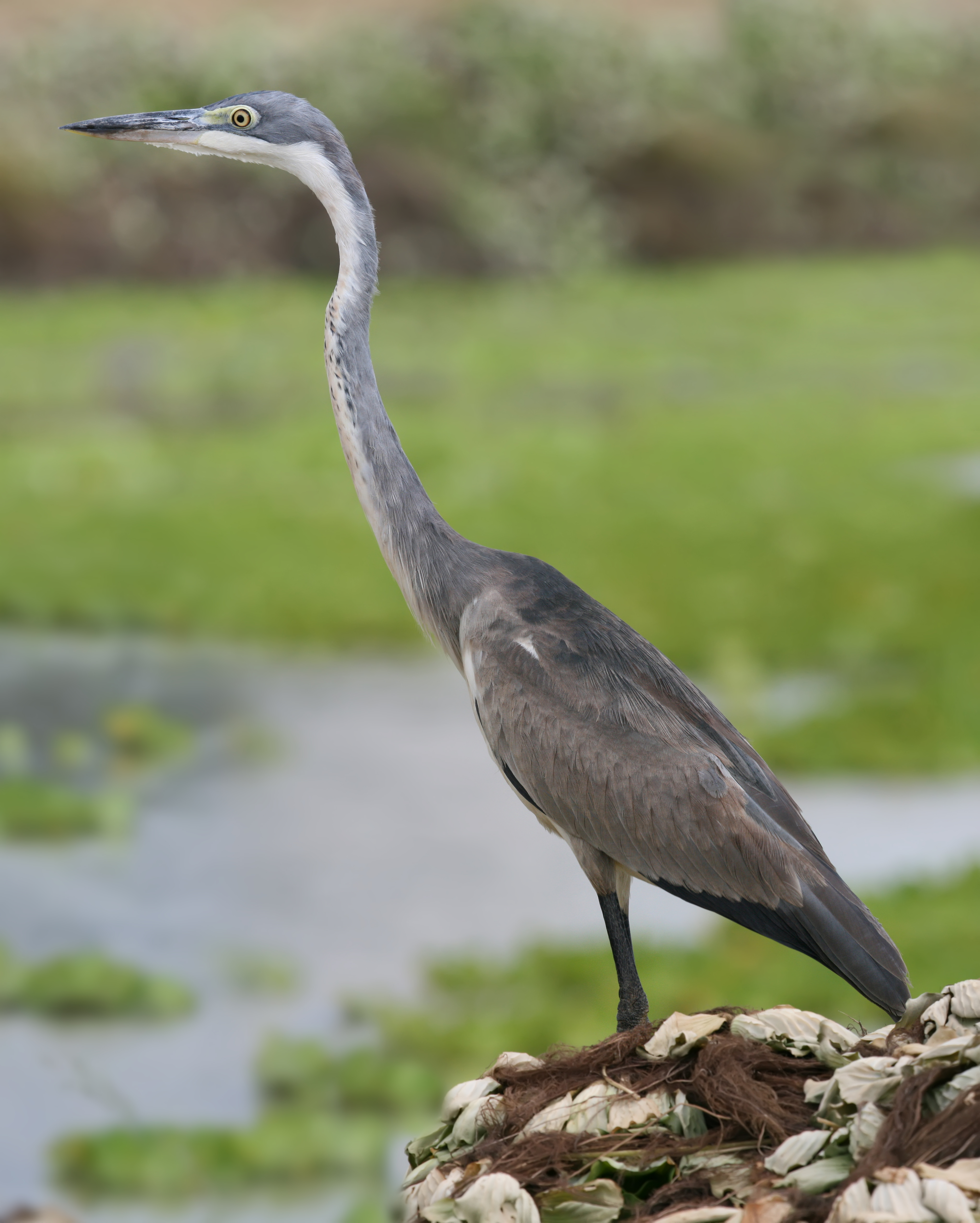 Black-headed heron - Wikipedia