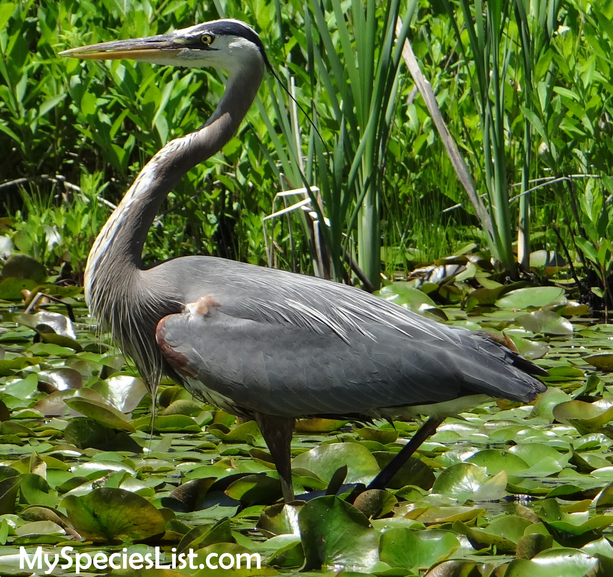 Great Blue Heron Identification and Classification