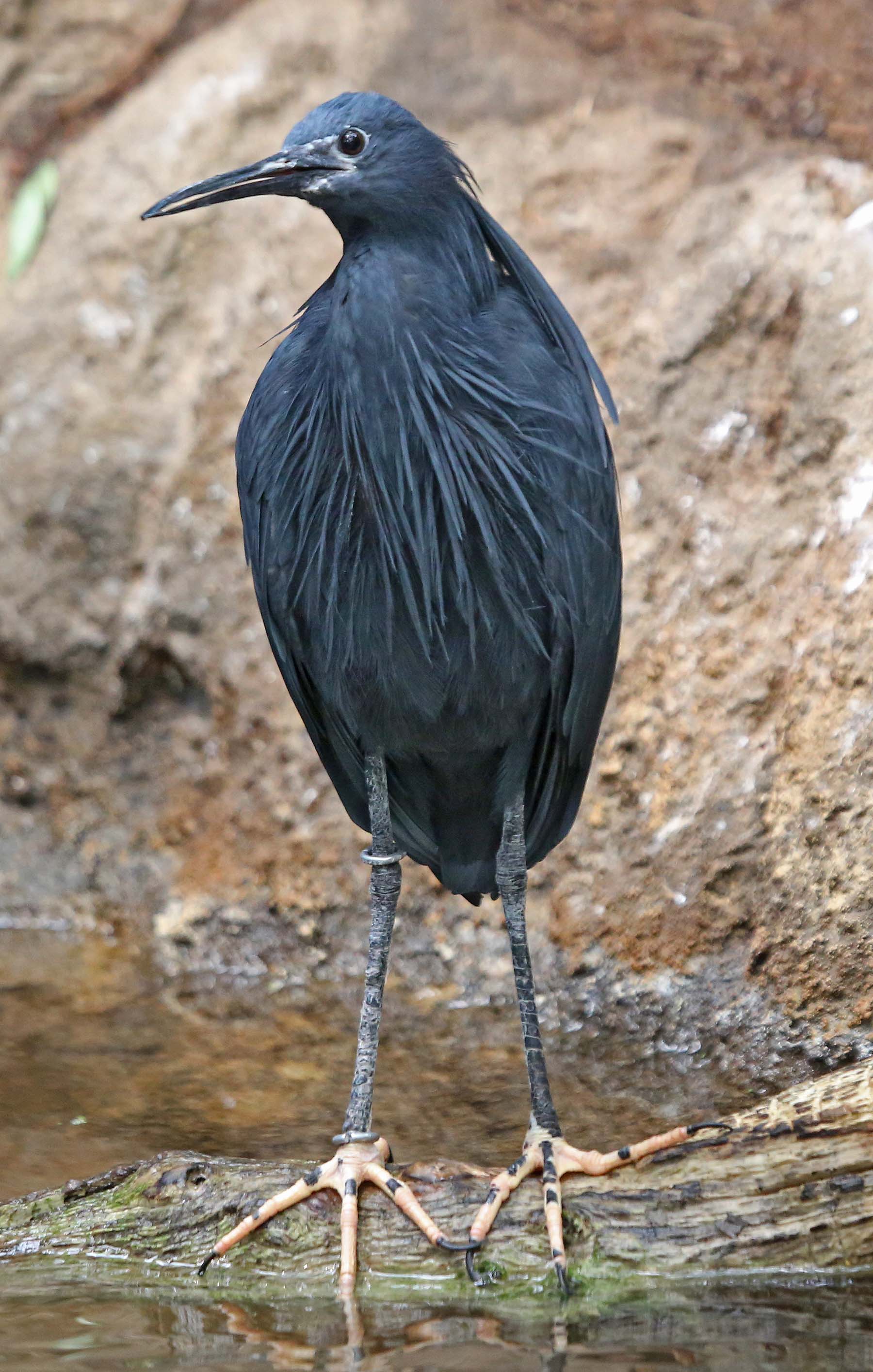 Pictures and information on Black Heron