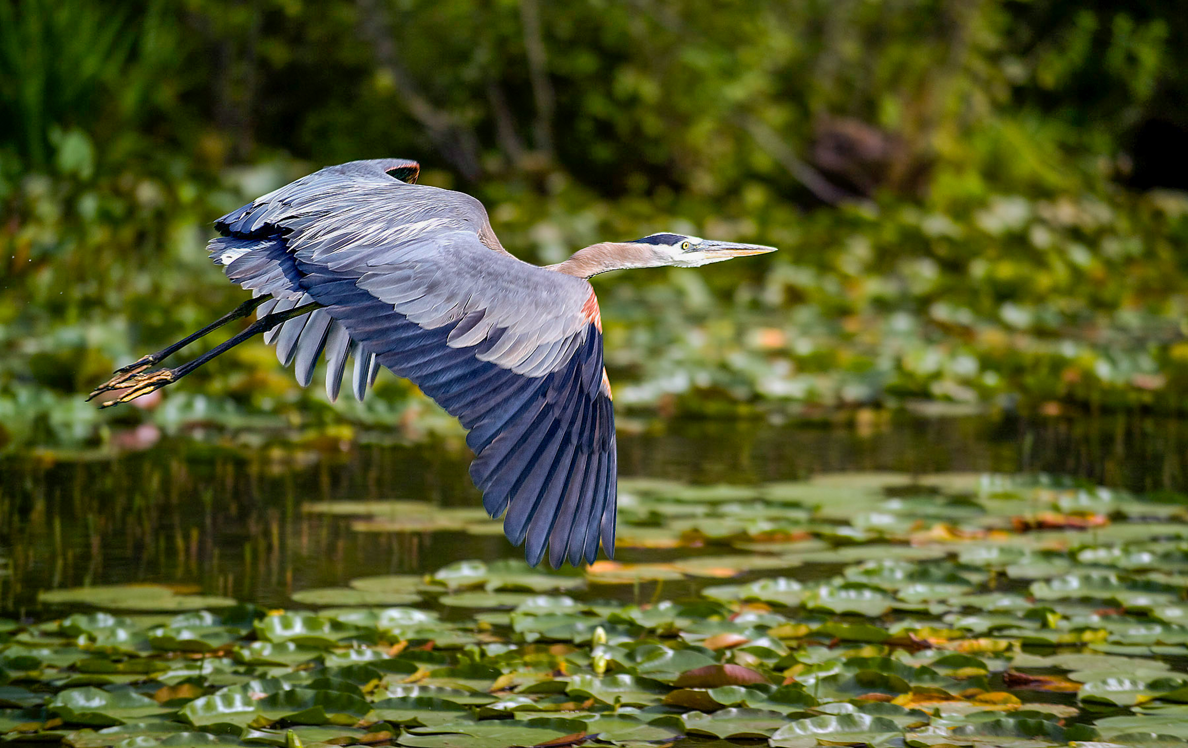 Great Blue Heron | Travis Audubon