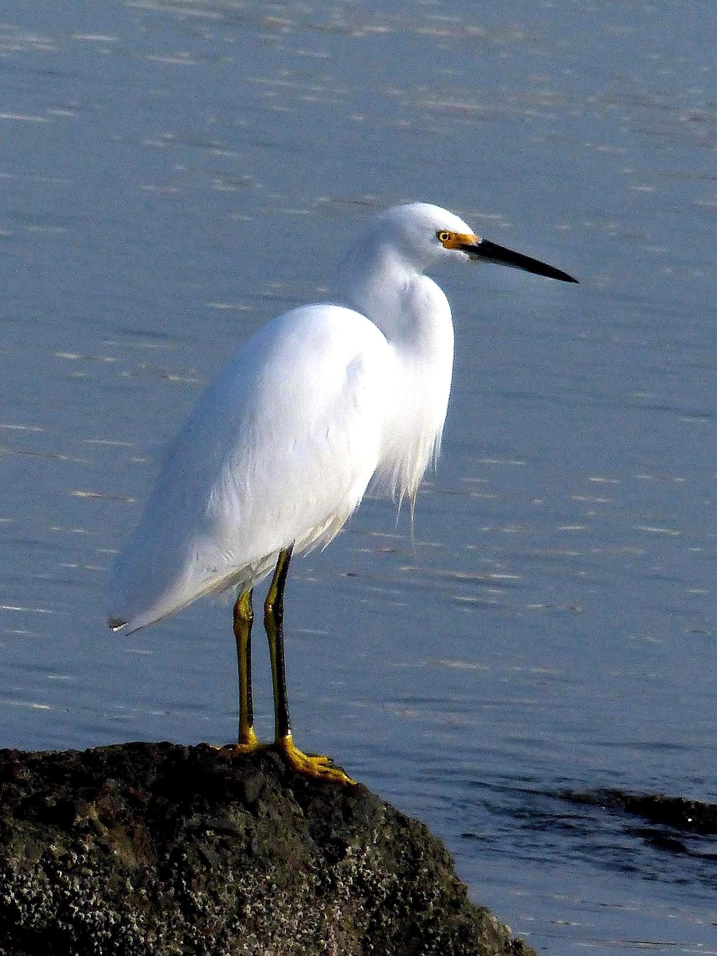 Free picture: snowy, ggret, bird, elegant, white heron, bird, water ...