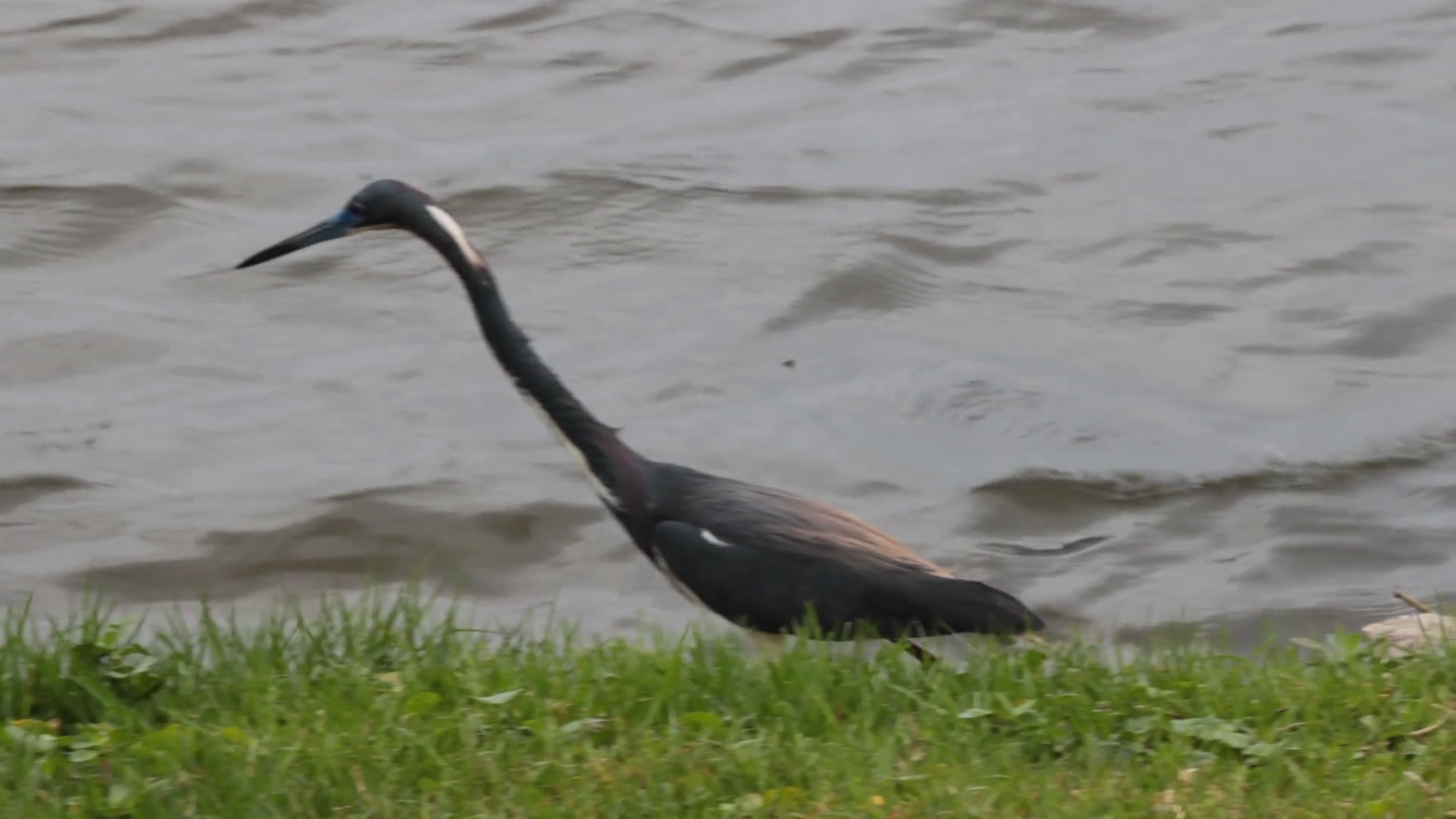 Tri-colored Heron Walking into the Water Stock Video Footage ...