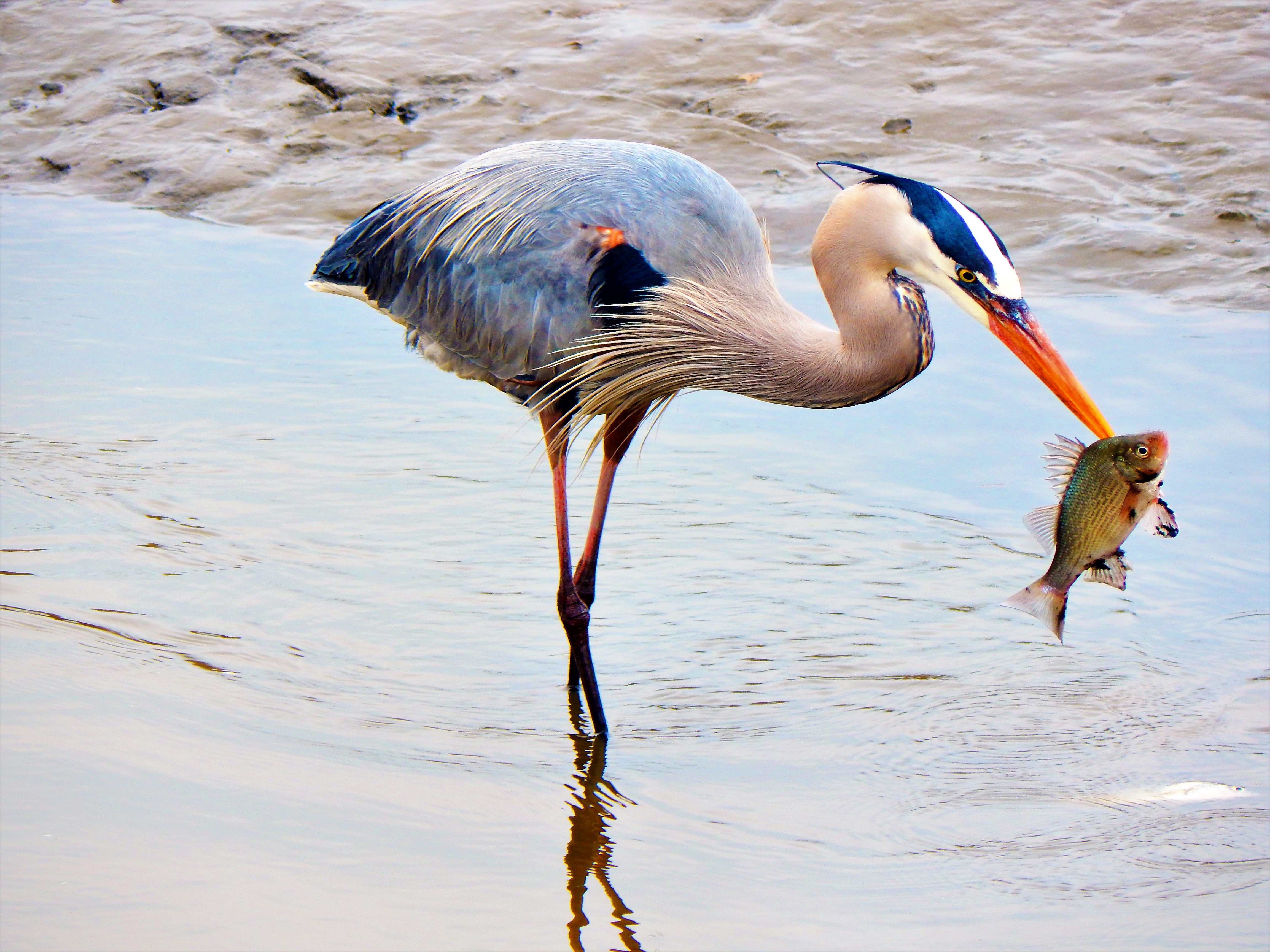 Great Blue Heron – Renegade Expressions