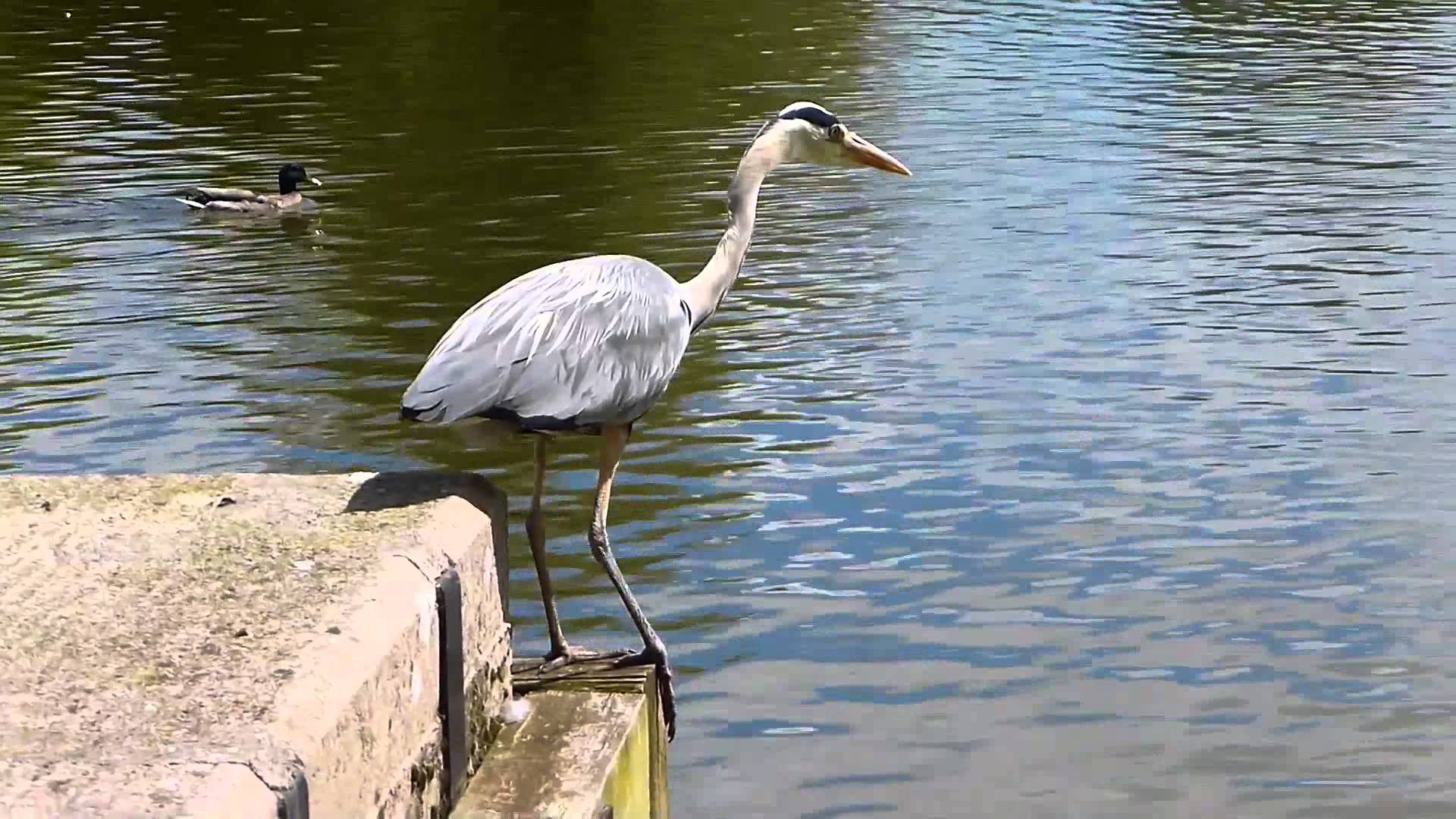 Grey Heron does a water takeoff - YouTube