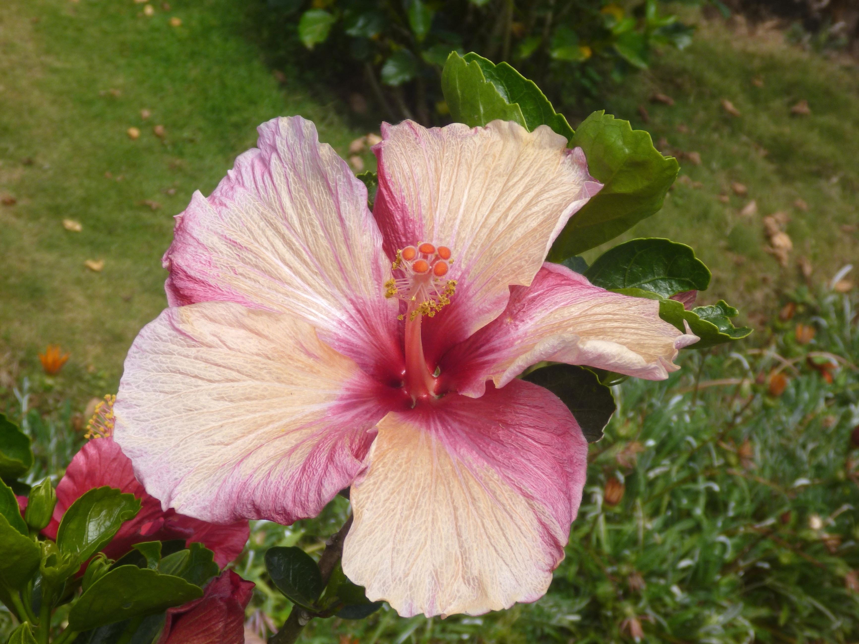 Free picture: hibiscus, flower, blossom, garden, pistil, plant, petal