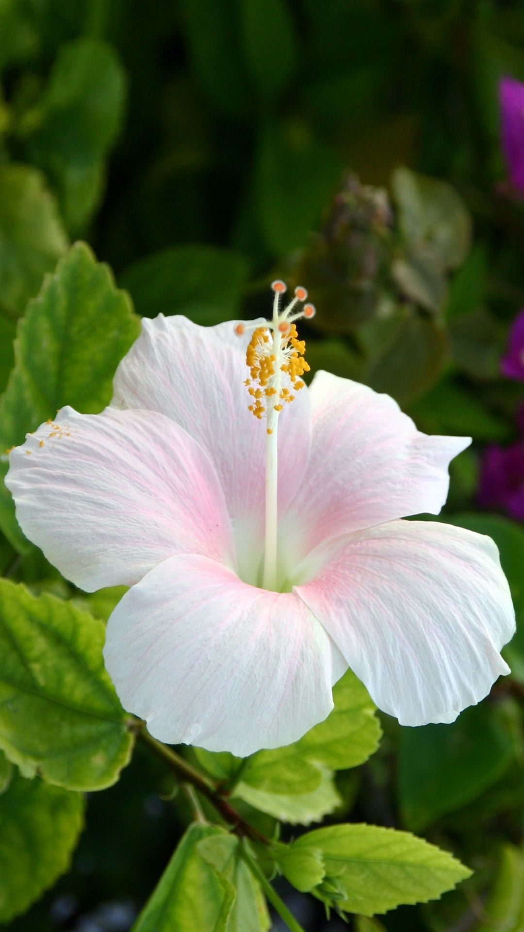 How To Care For Hibiscus Plants | Hibiscus, Hibiscus flowers and Flower