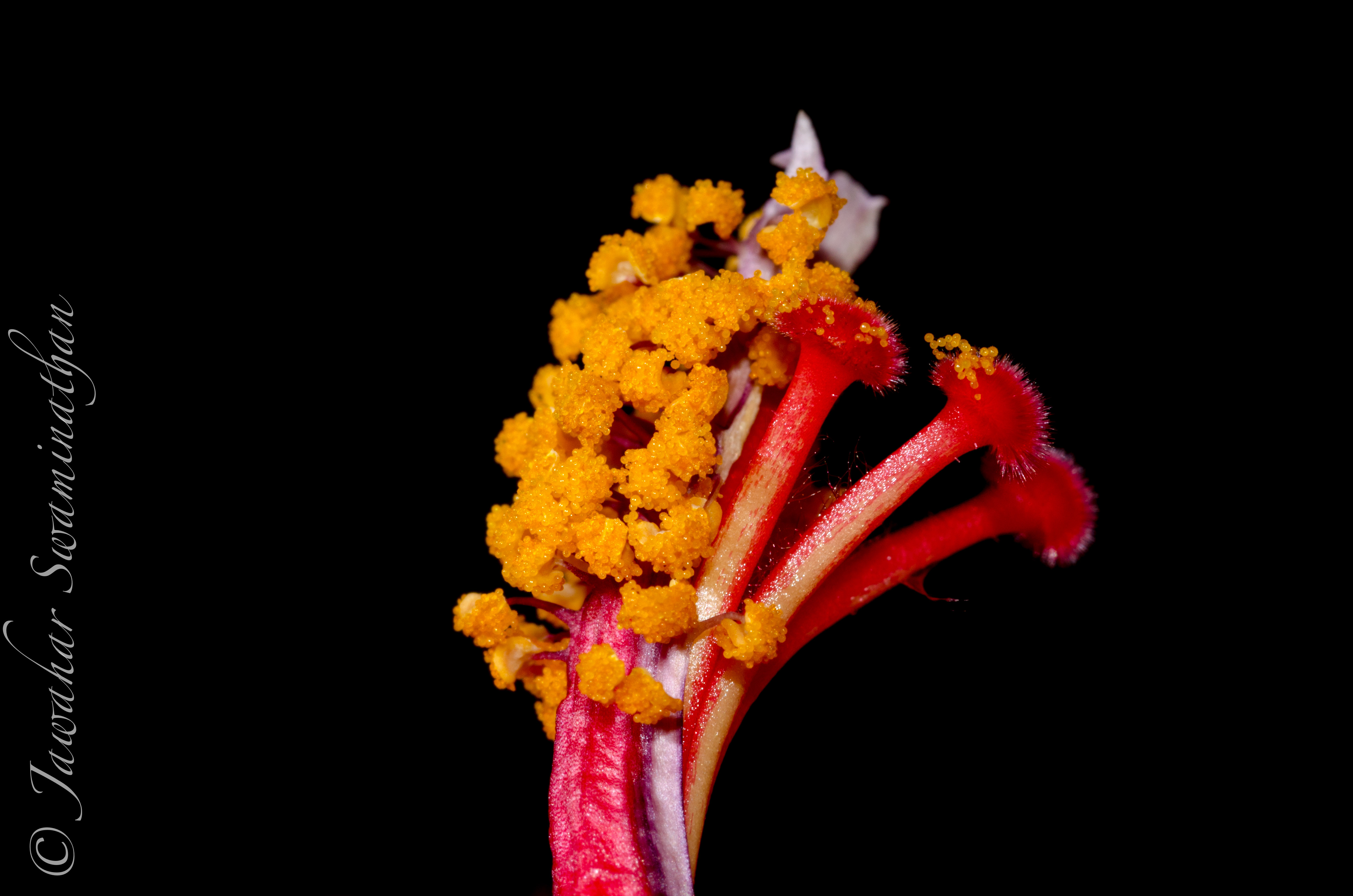 Anatomy of a Hibiscus – Part 2 (Extreme Macro) – Juridicious