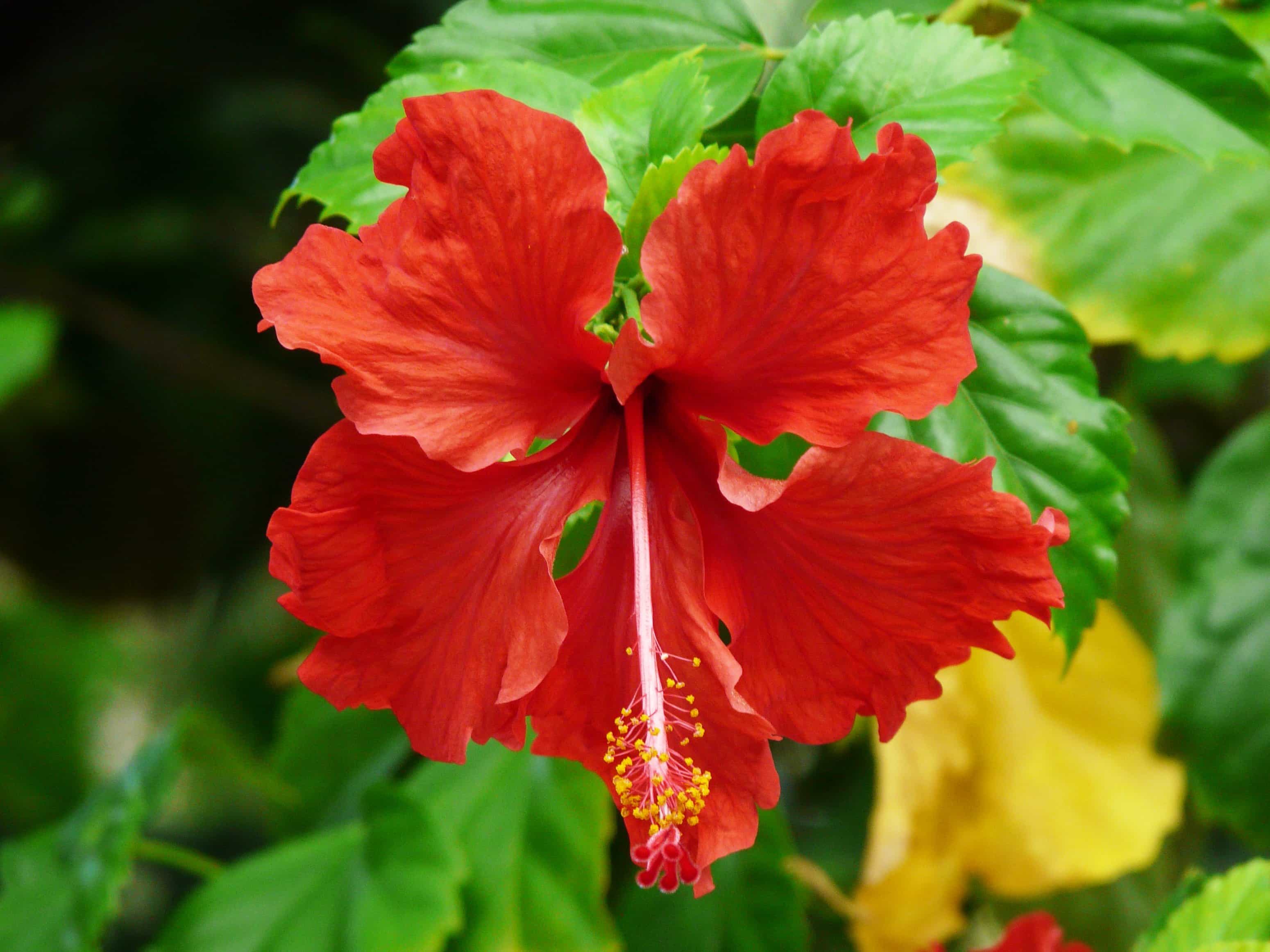 Free picture: hibiscus, red flower, leaf, garden, summer, nature ...
