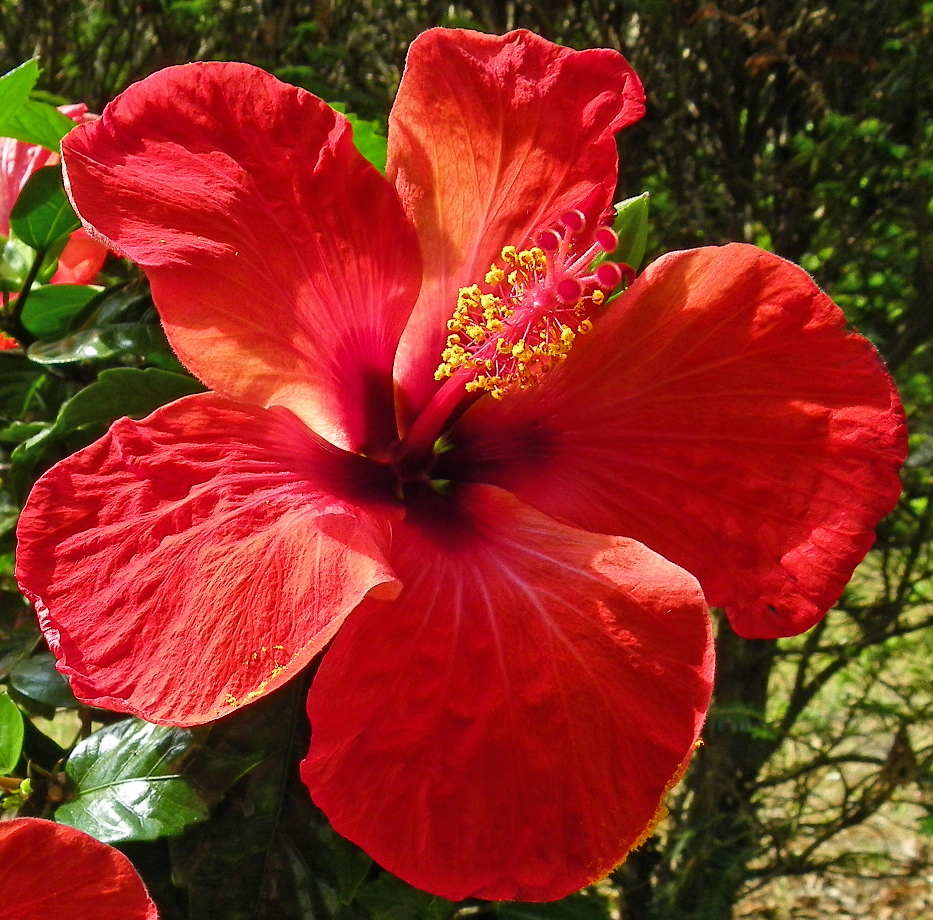 File:Hibiscus rosa-sinensis 'Kyoto Red' flower.jpg - Wikimedia Commons