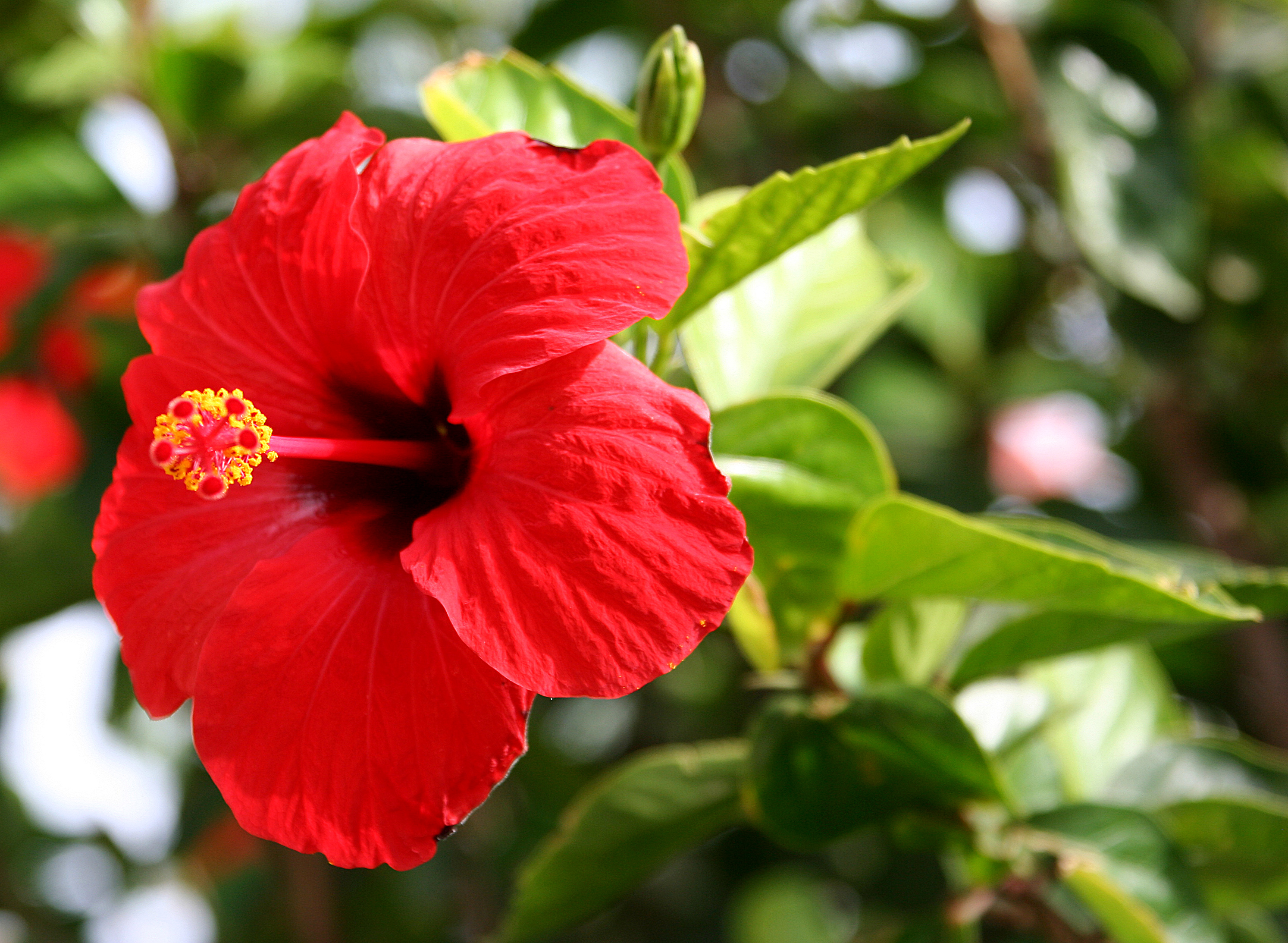 Hibiscus rosa-sinensis - Wikiwand