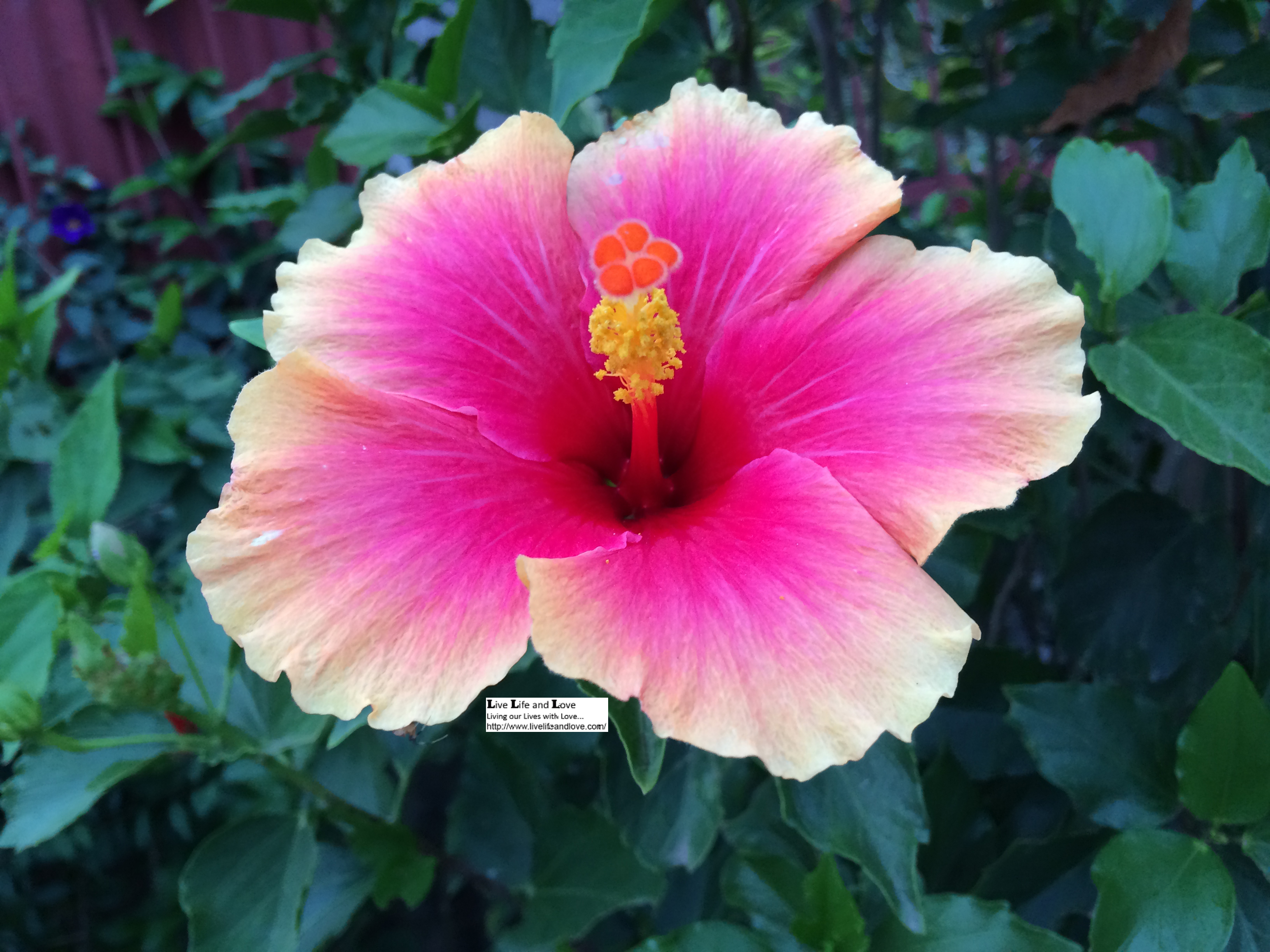 Hibiscus Rosa-Sinensis or Gumamela flower | Live Life and Love