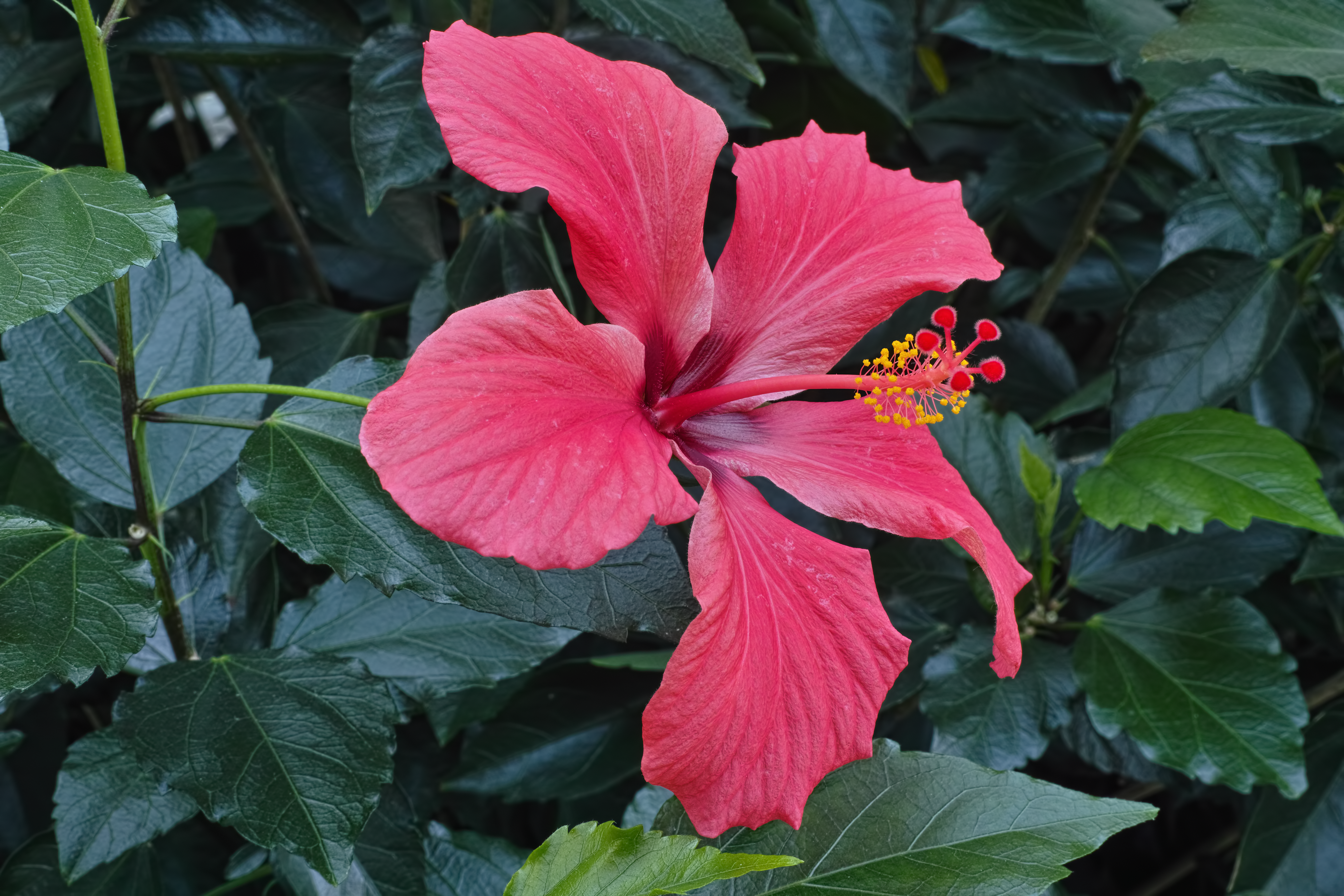 File:Hibiscus rosa-sinensis flower in private Austrian garden on ...