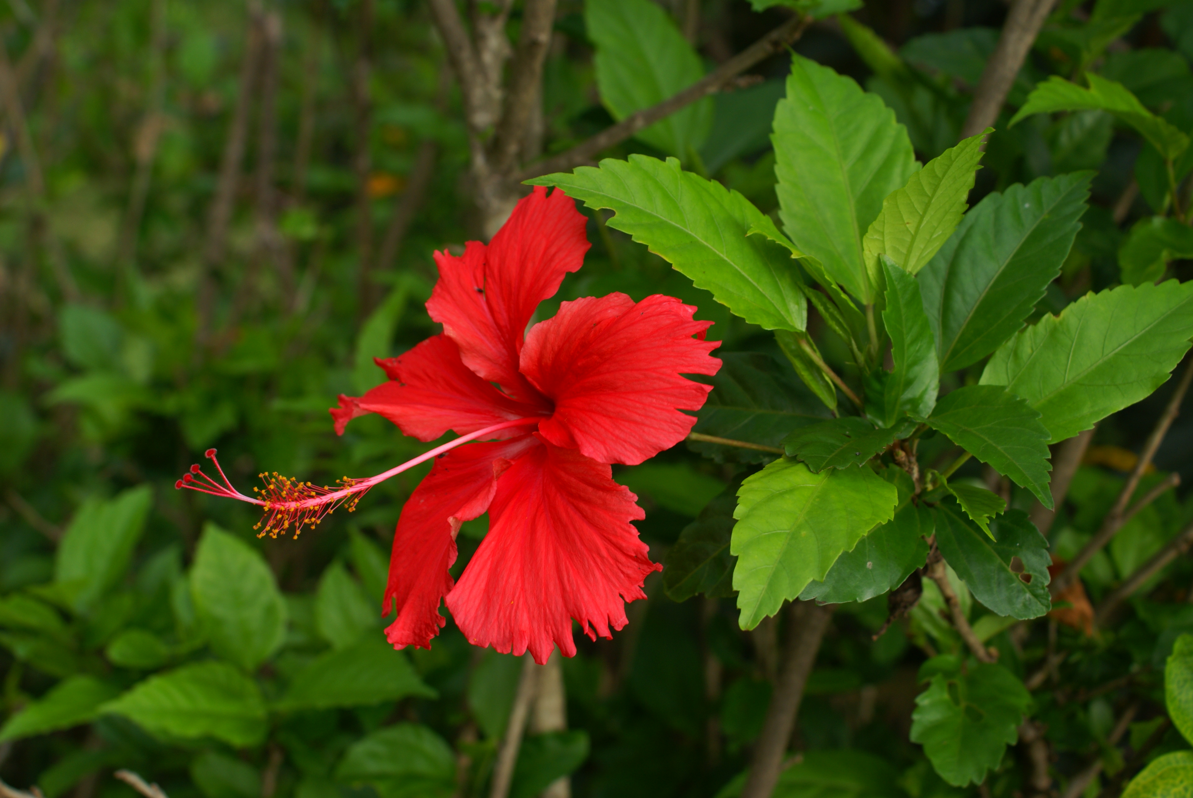 File:Hibiscus rosa-sinensis flower 2.JPG - Wikimedia Commons